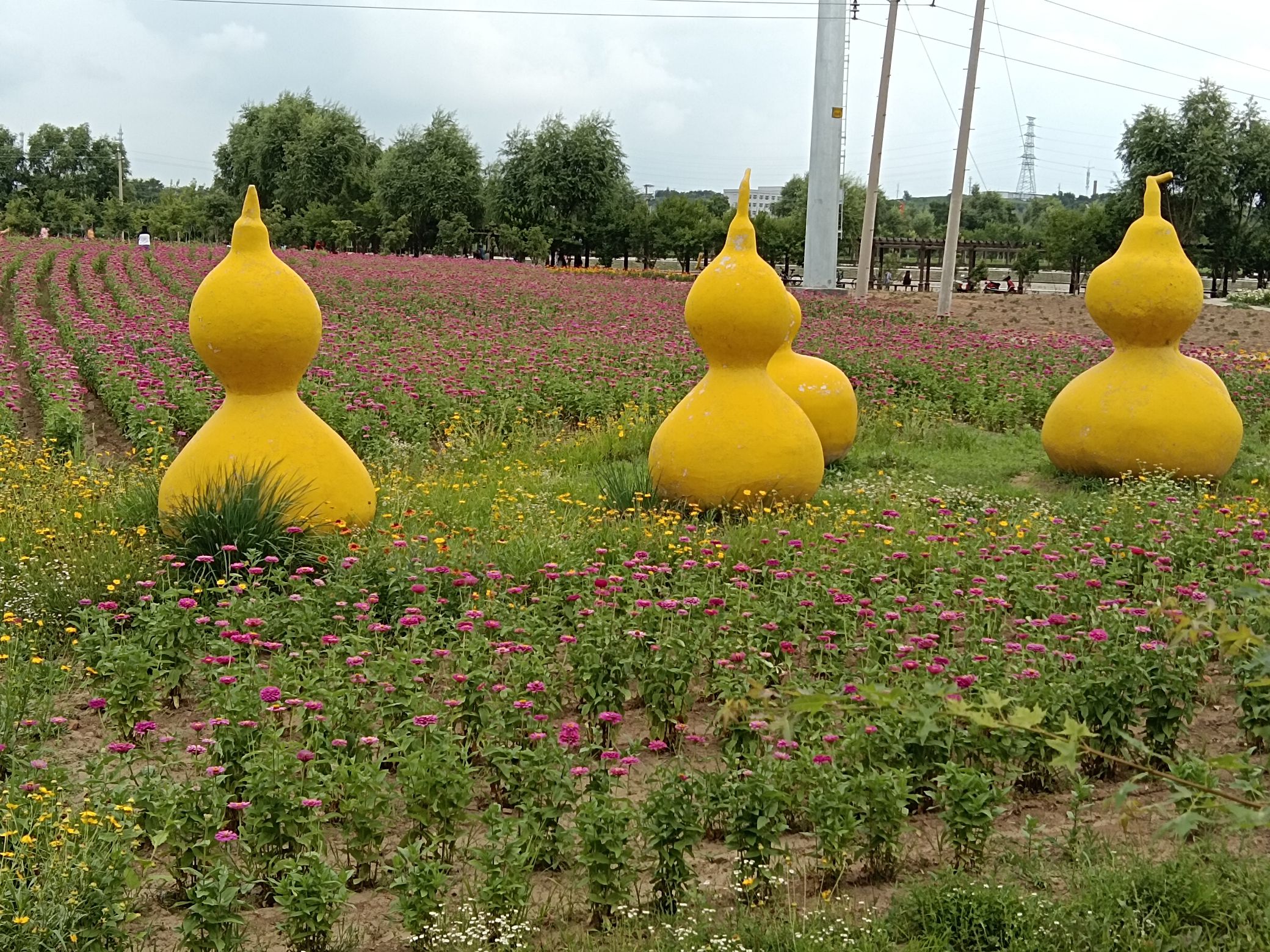 聚龙花海
