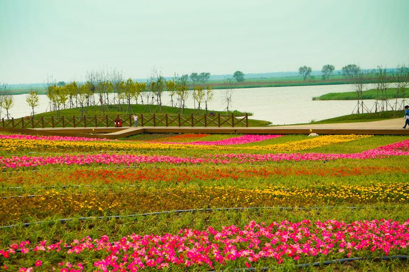 七里海花海世界旅行图片 3