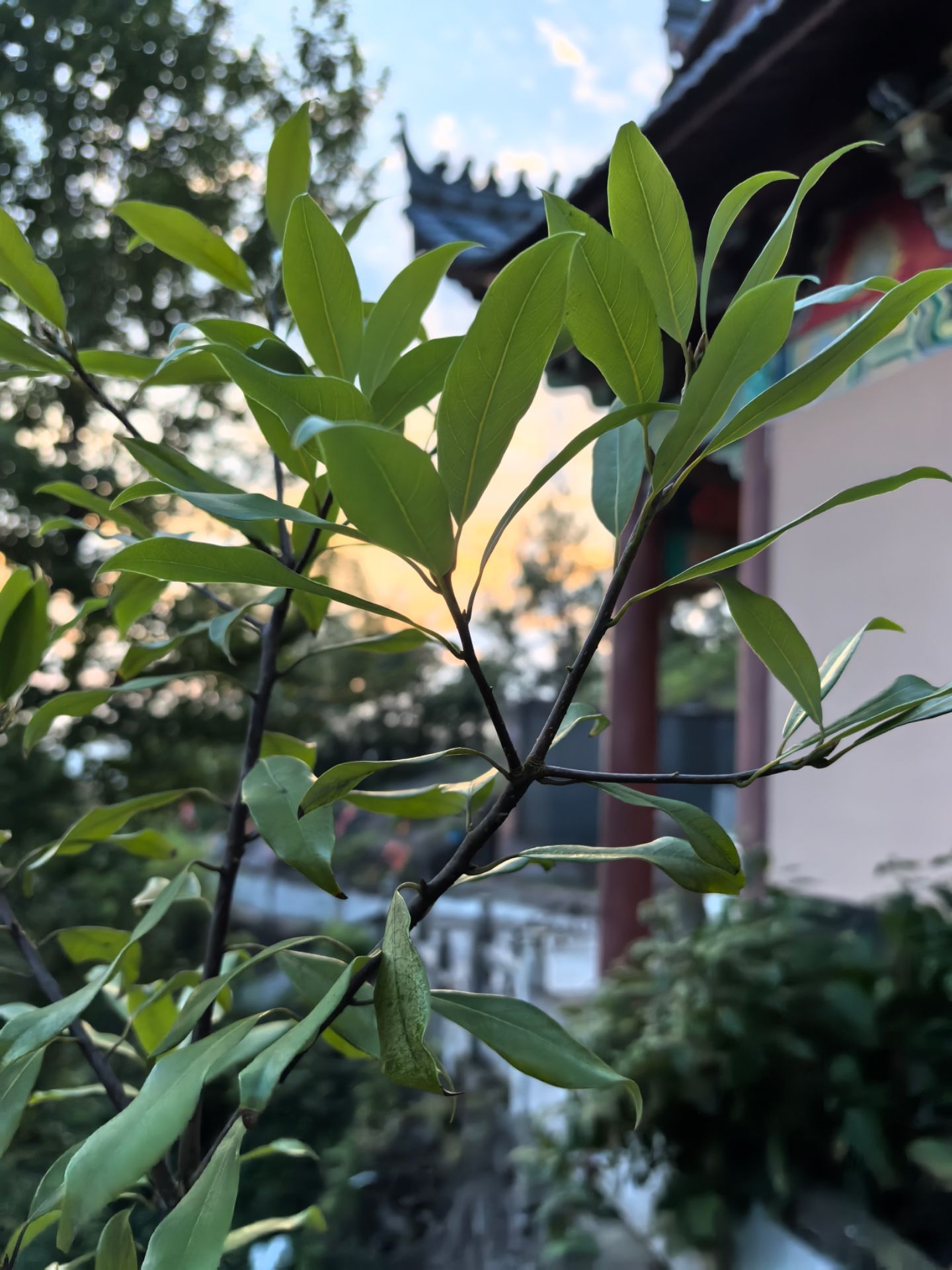林观寺大佛旅行图片 3