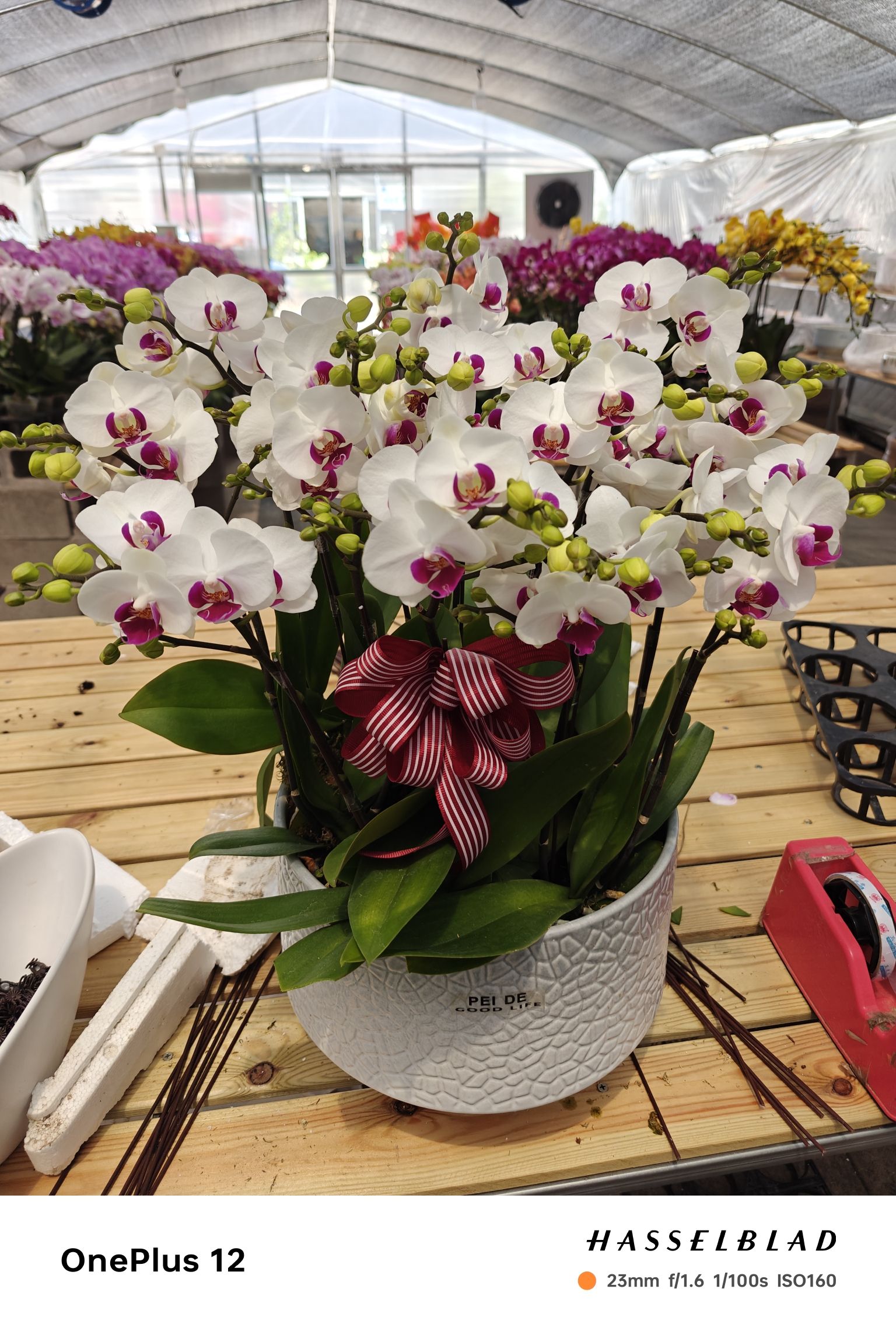 上海种业花卉市场