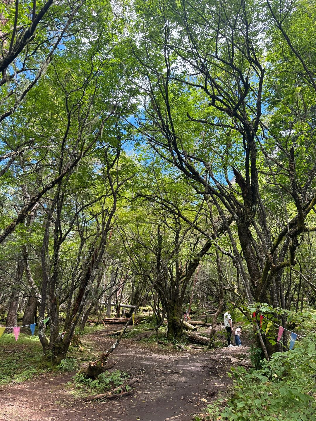 理小路雷神王网红瀑布旅行图片 2