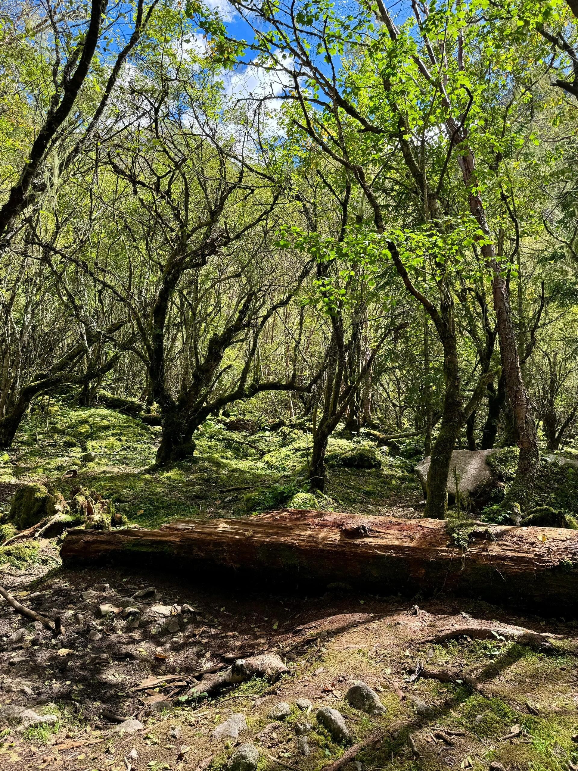 理小路雷神王网红瀑布旅行图片 1