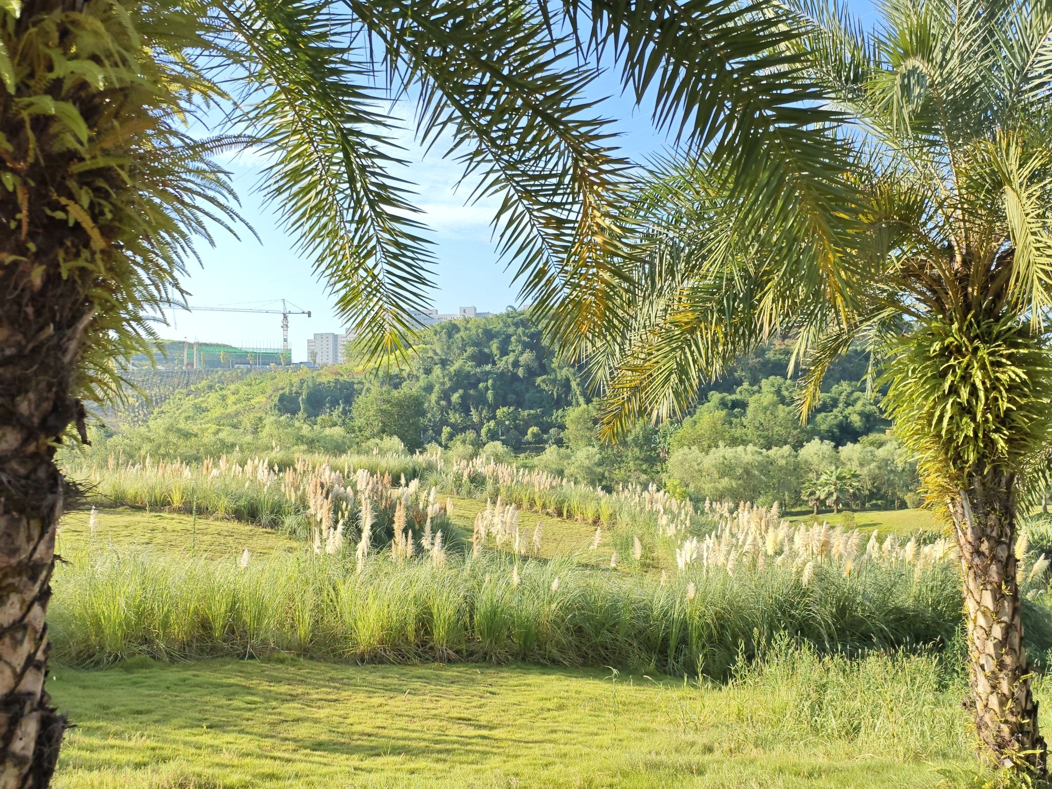 场地封面-竹溪河棕榈树露营区