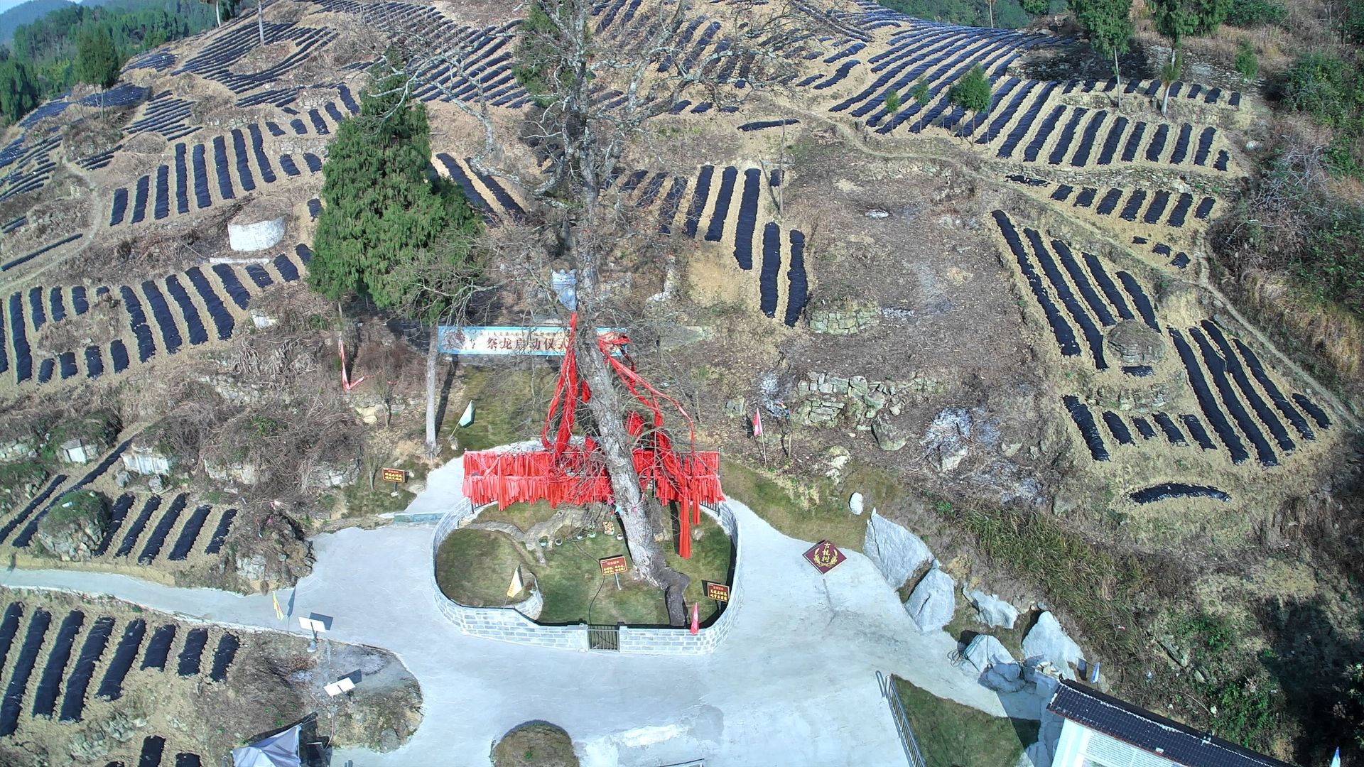 柏香古树群景区旅行图片 1