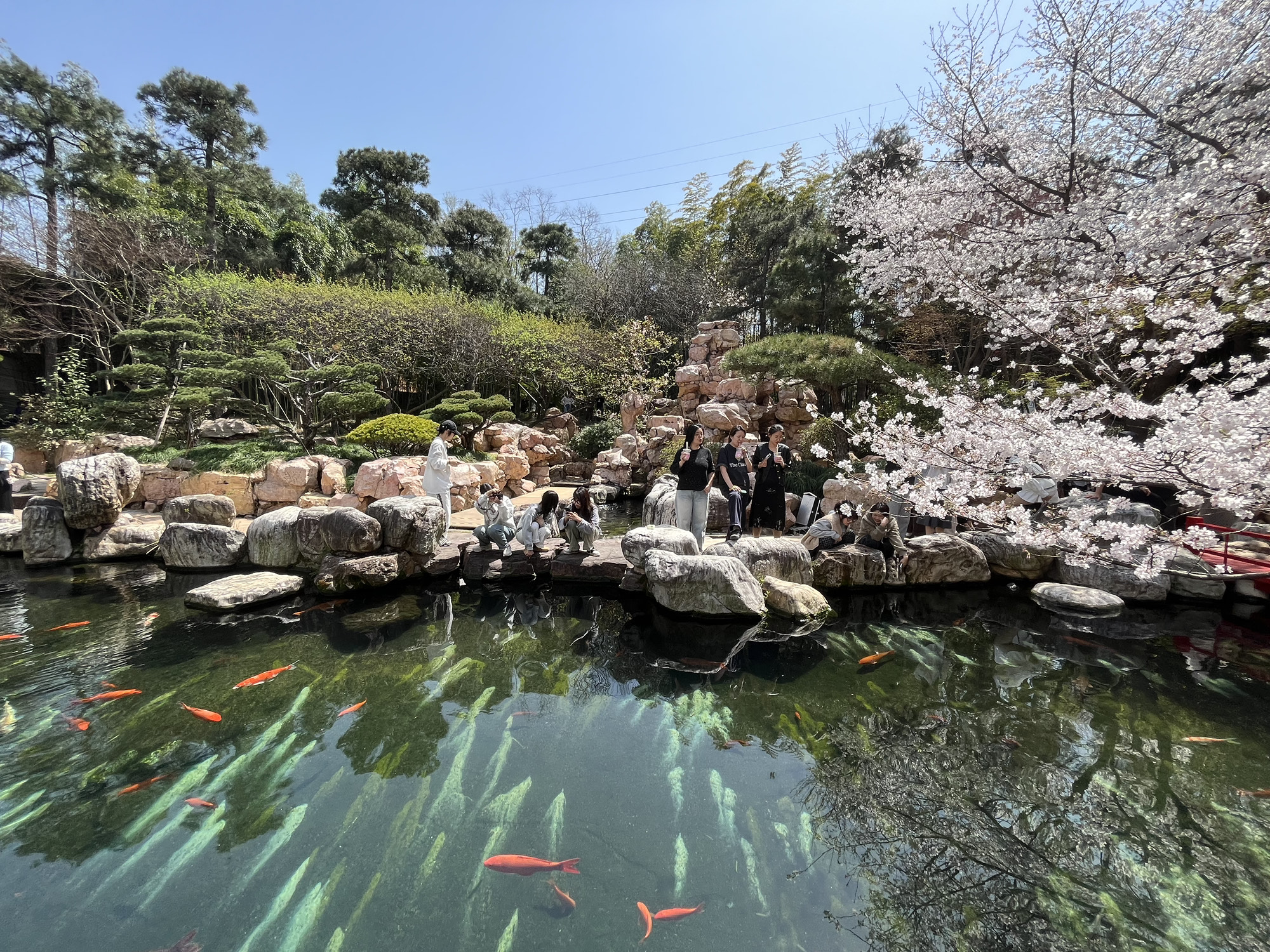 雅迪樱花旅行图片 1