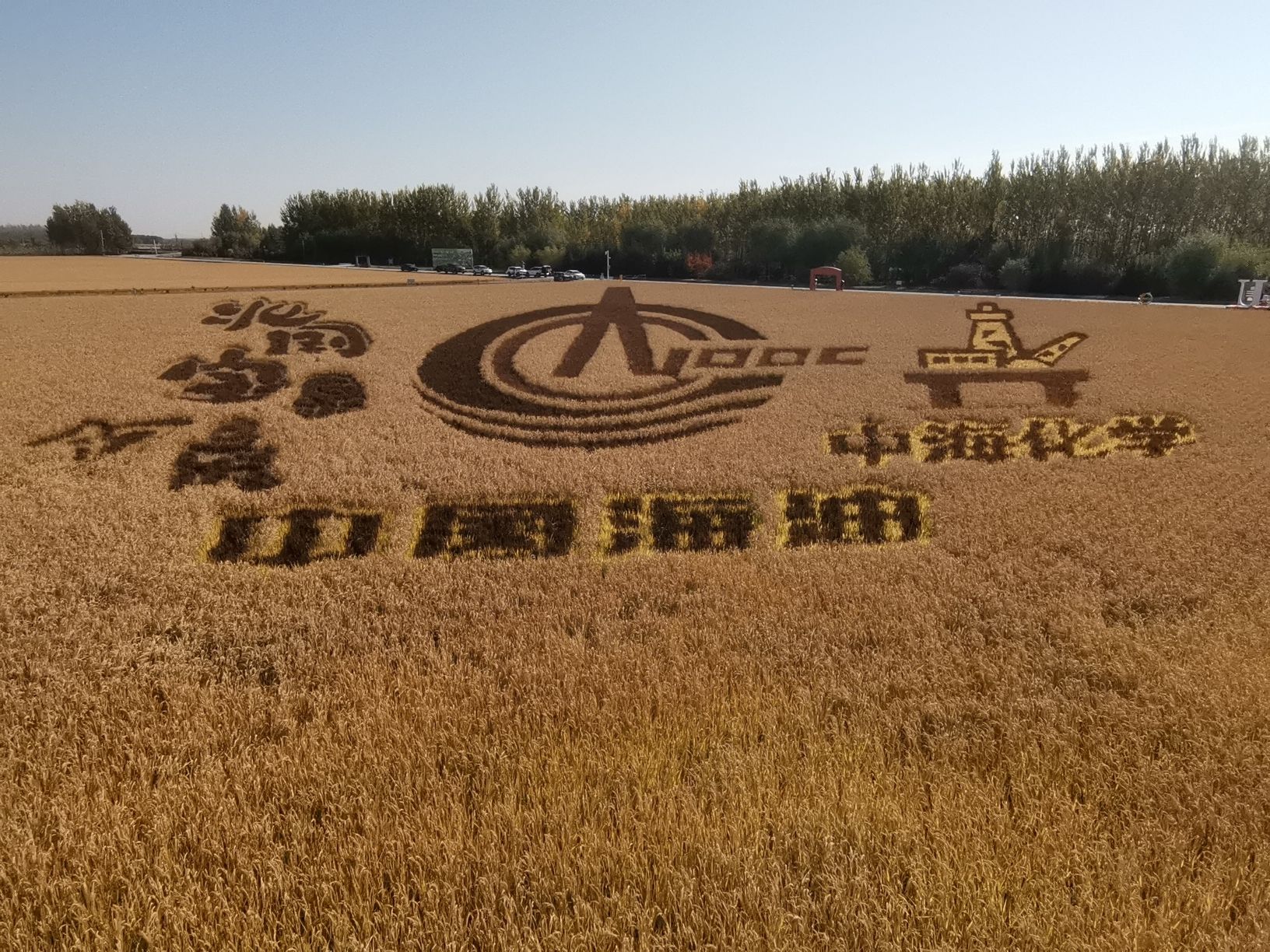 共青农场稻田画旅行图片 2