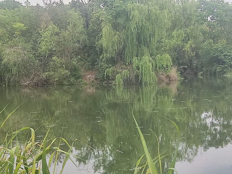 湍河湿地河心岛旅行图片 1