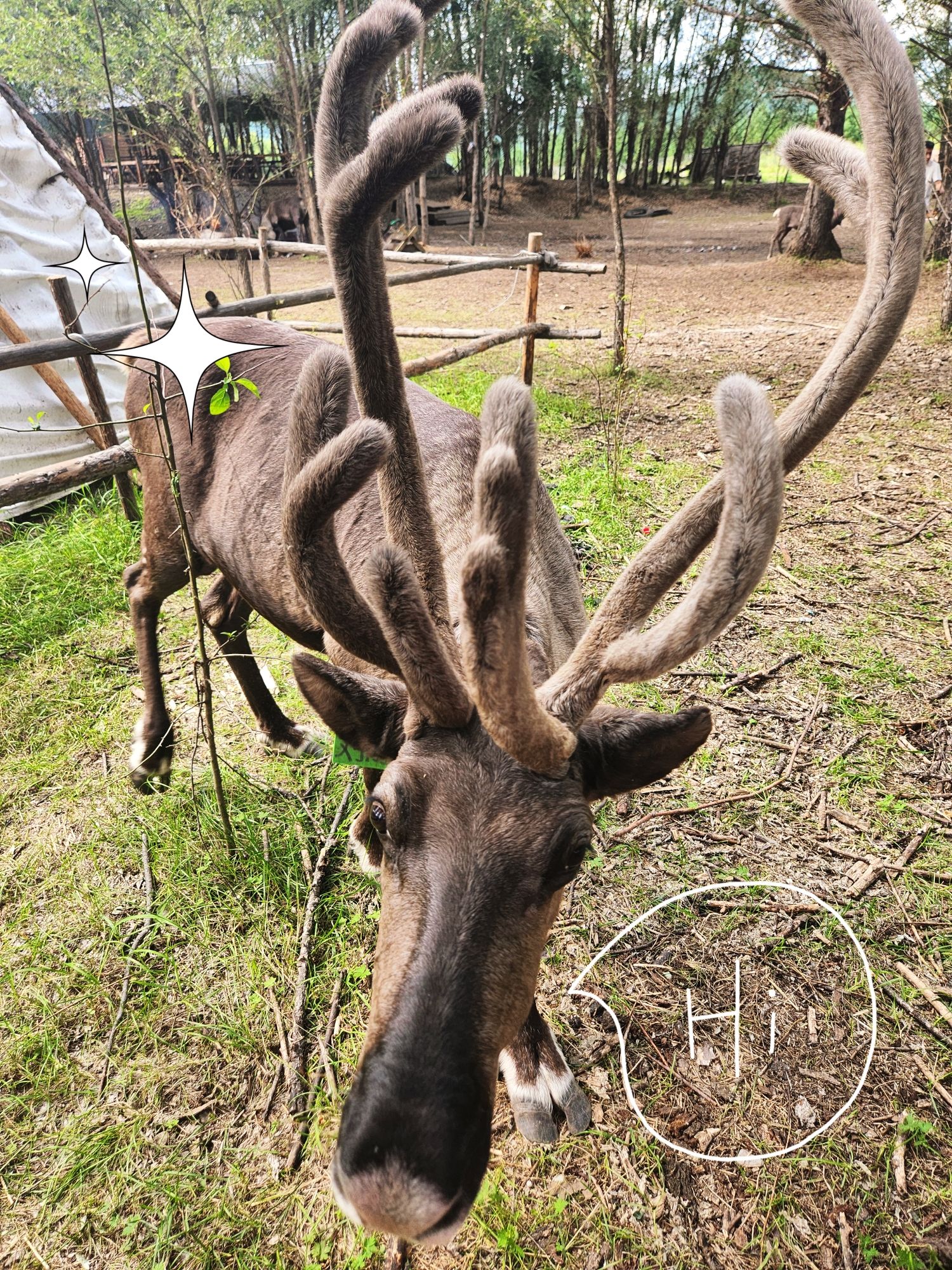 觉乐驯鹿园旅行图片 2