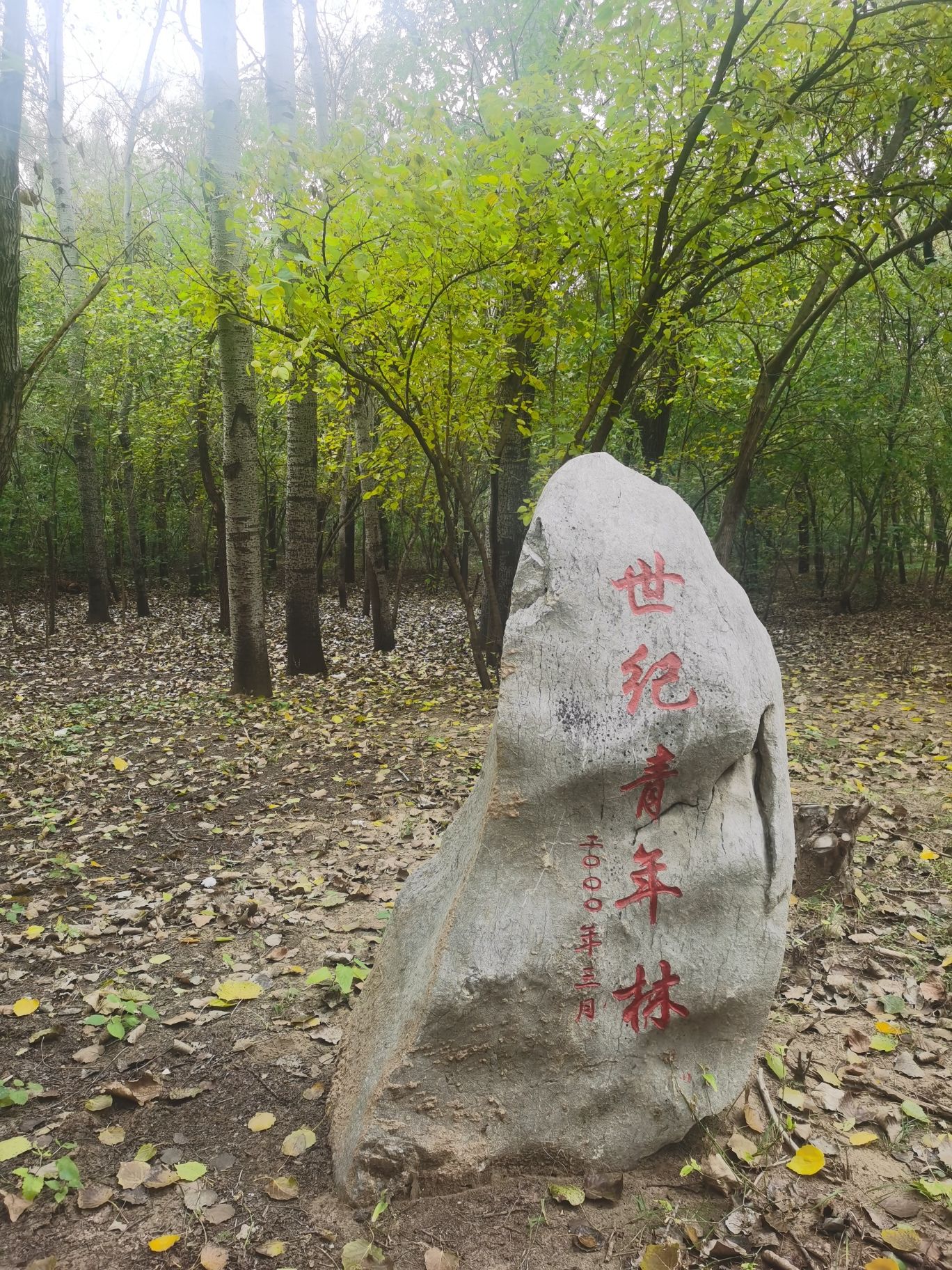 世纪青年林旅行图片 1