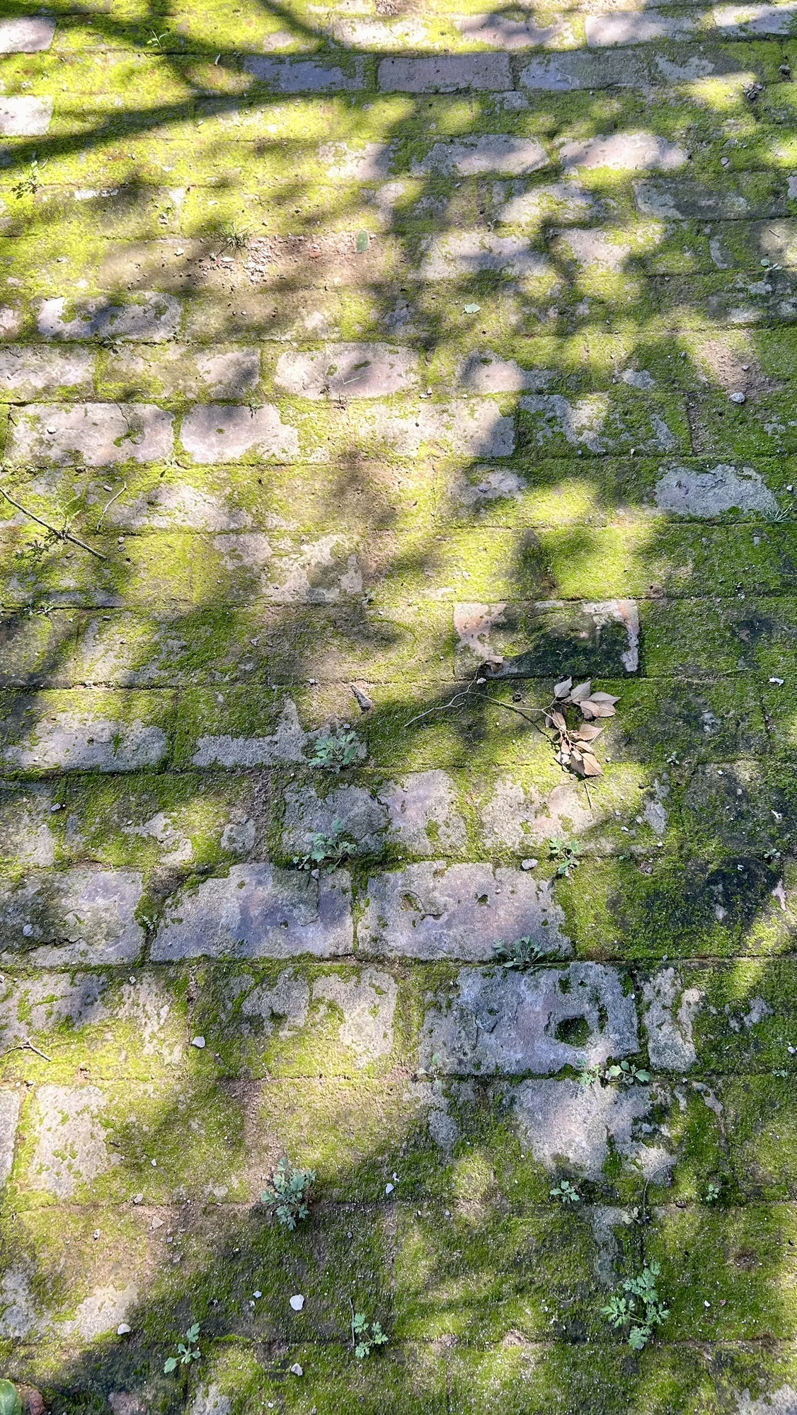 大佛山旅行图片 1