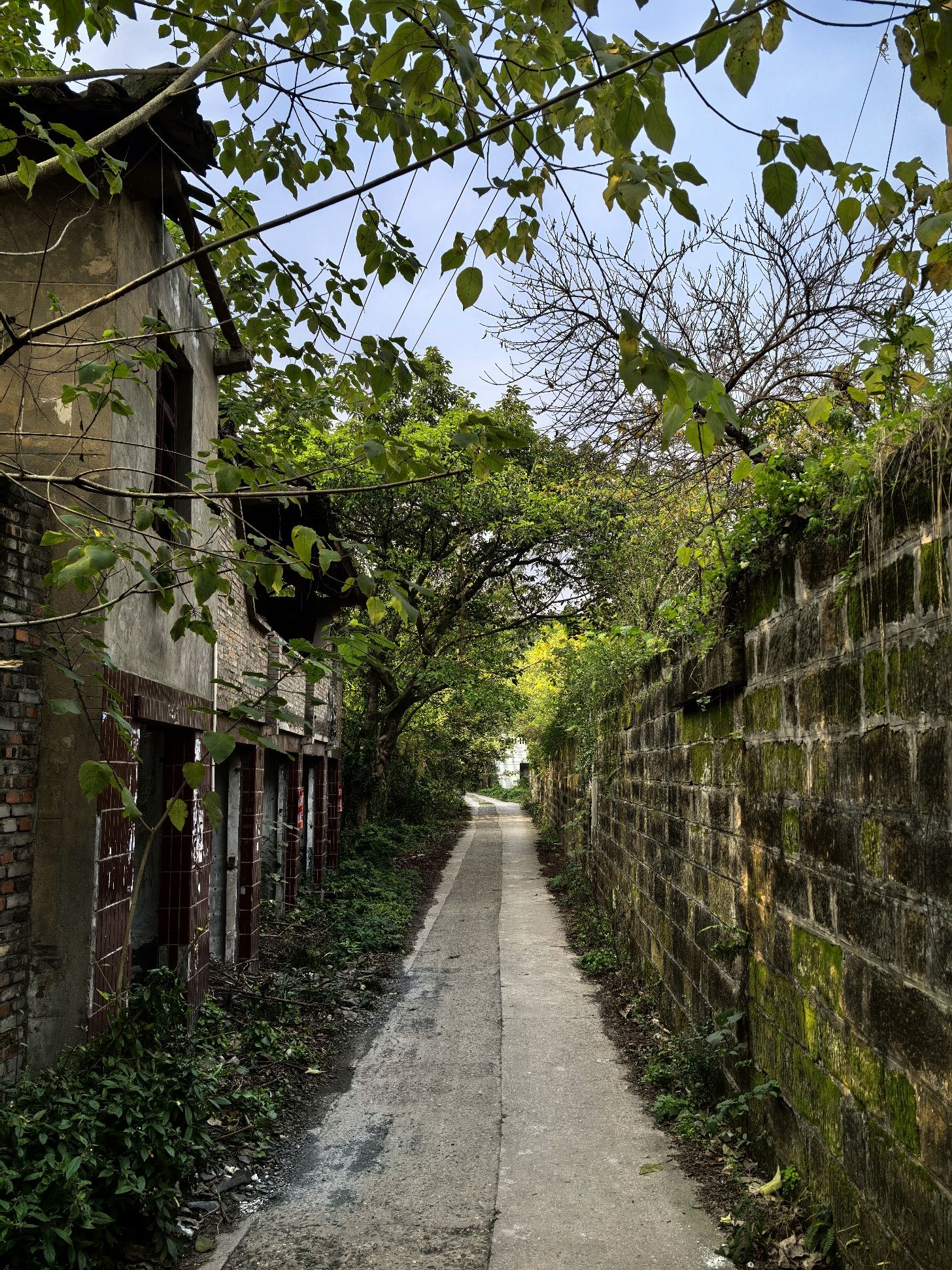 顺江古镇旅行图片 3