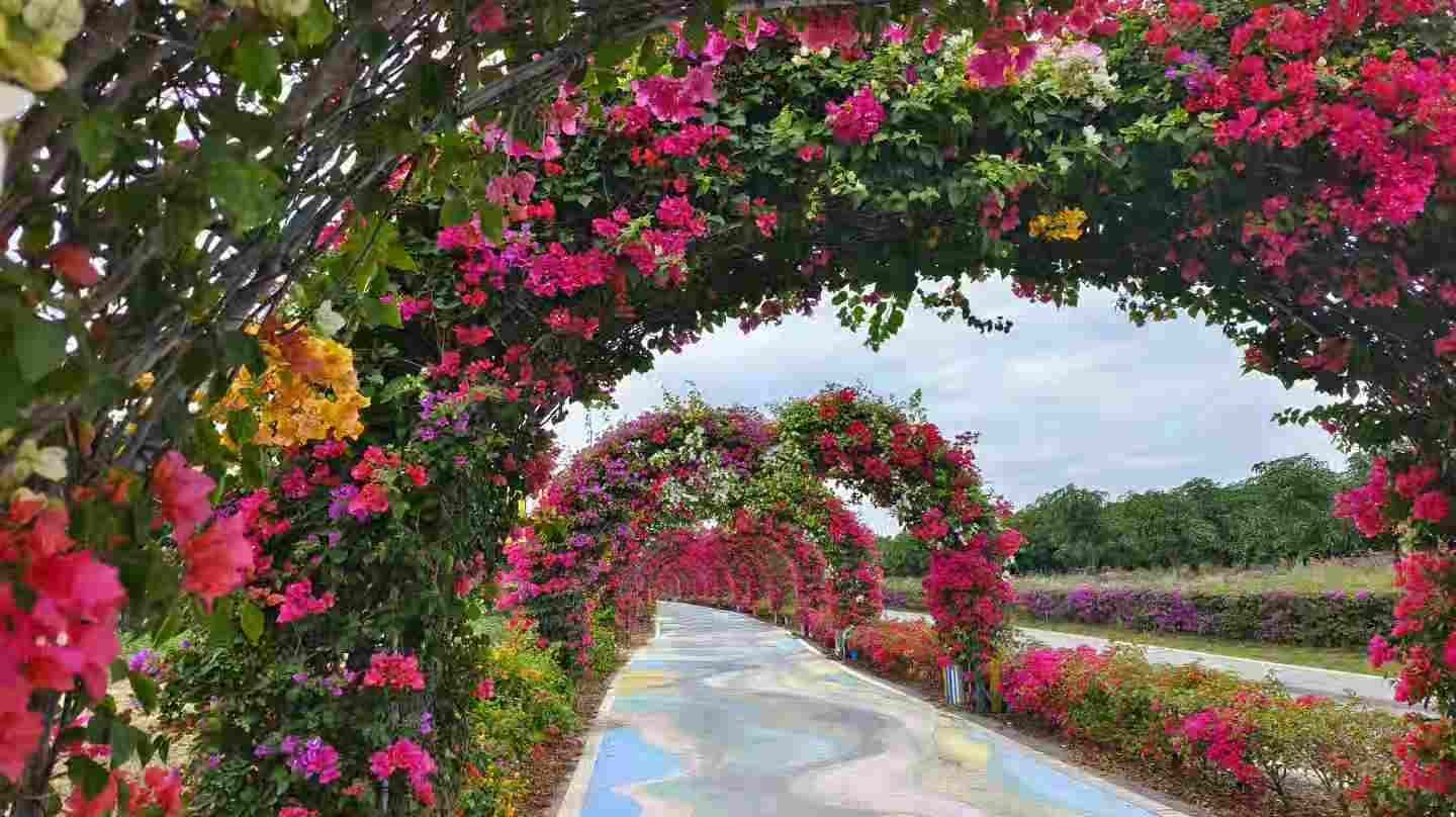 亿嘉国际海南黄花梨之林