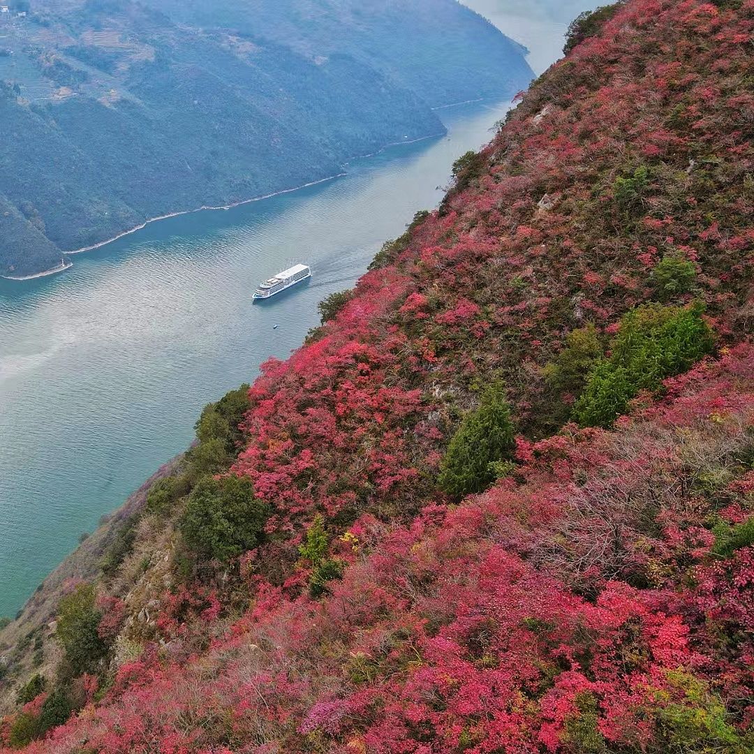 巫山神女景区巫峡红叶步道旅行图片 1