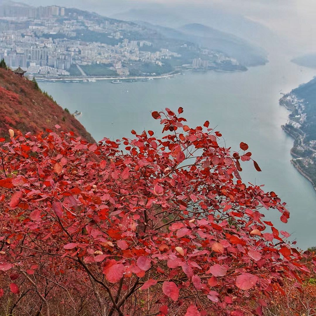 巫山神女景区巫峡红叶步道旅行图片 2