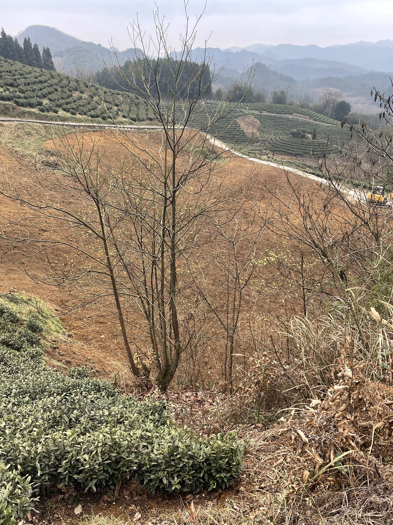 镇妖亭旅行图片 1
