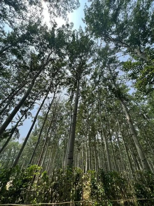 清平森林公园旅行图片 2
