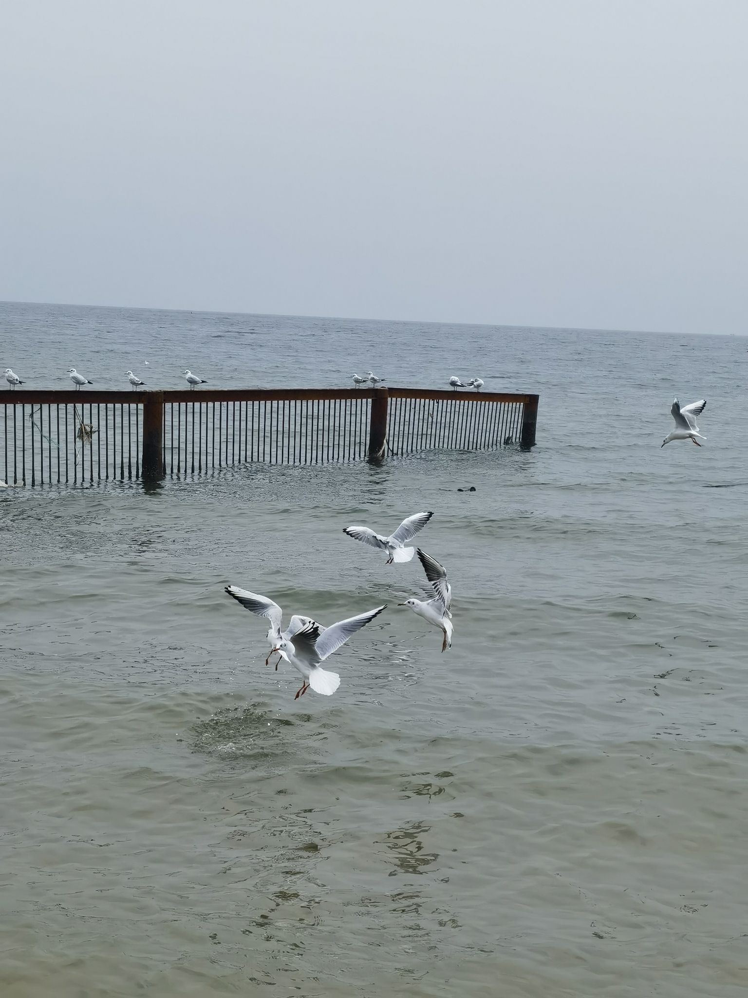 北戴河海滩旅行图片 3