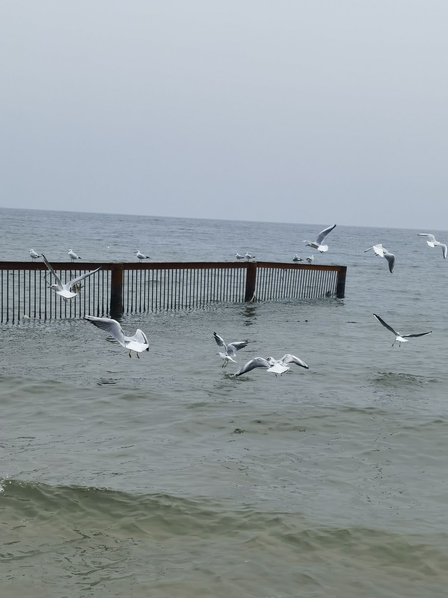 北戴河海滩旅行图片 2
