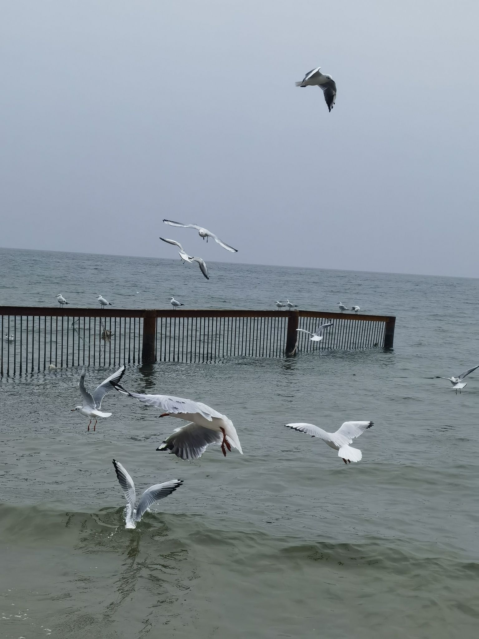 北戴河海滩旅行图片 1