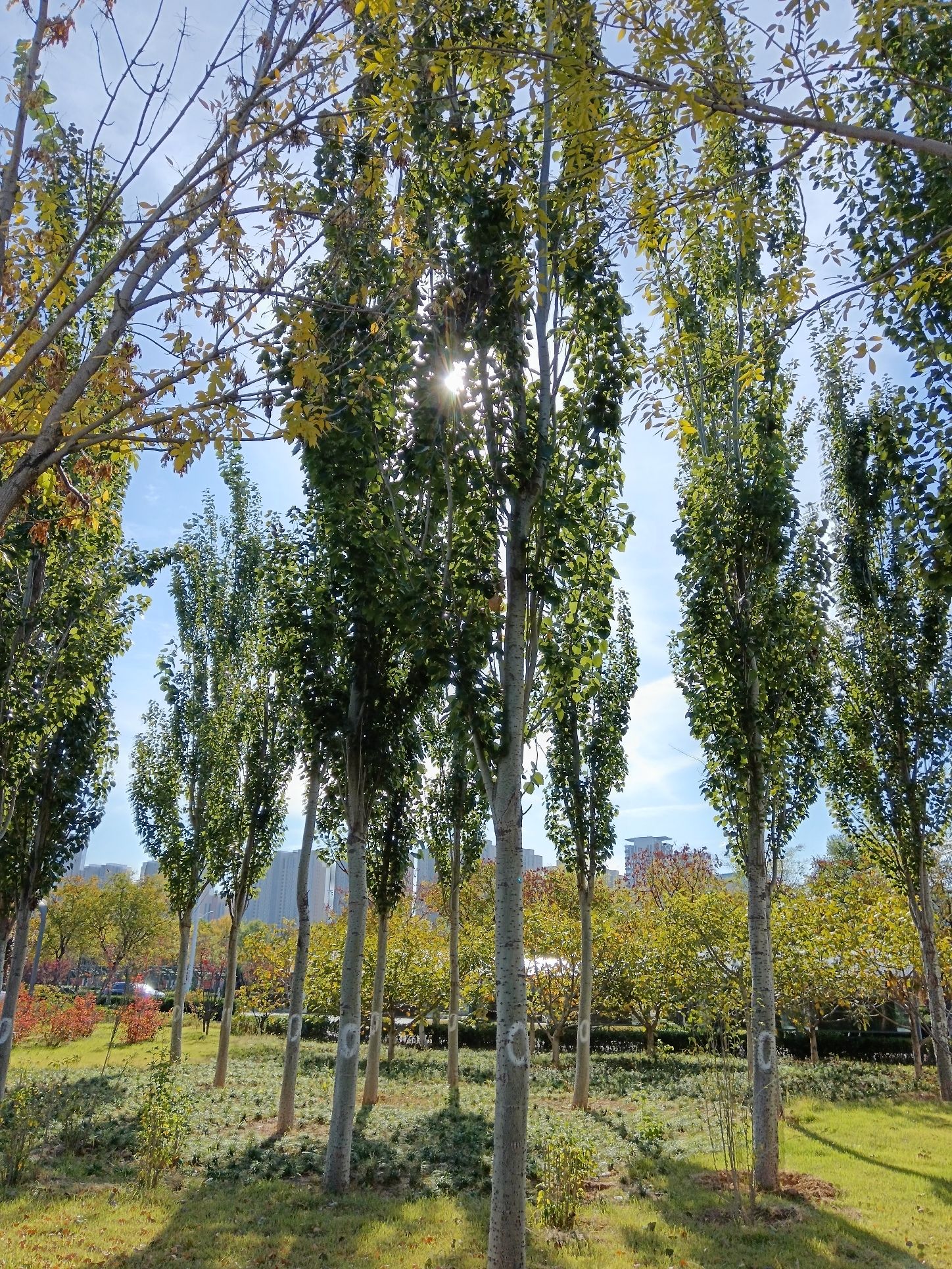 人民公园北区旅行图片 3