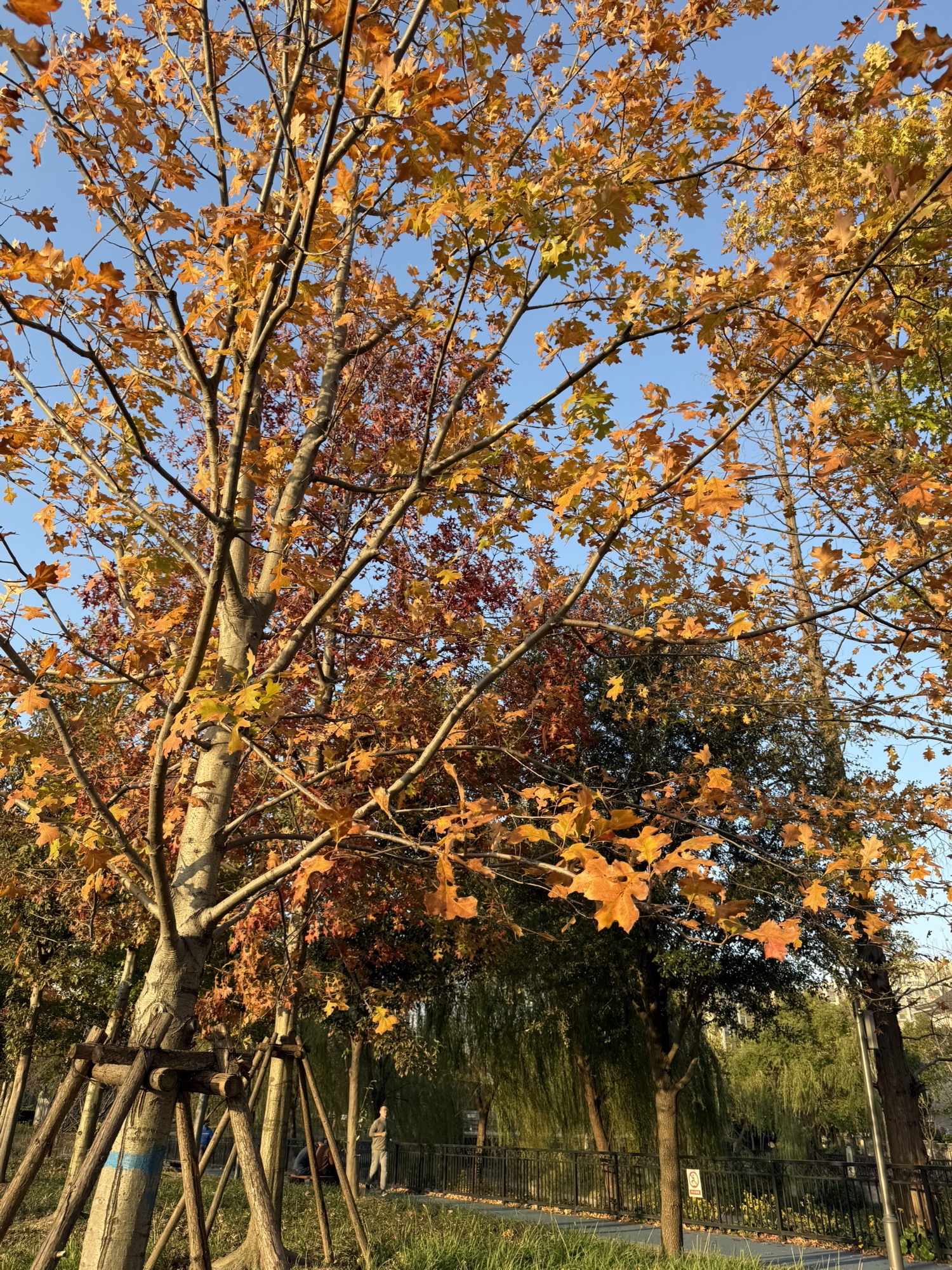 云岭公园旅行图片 2