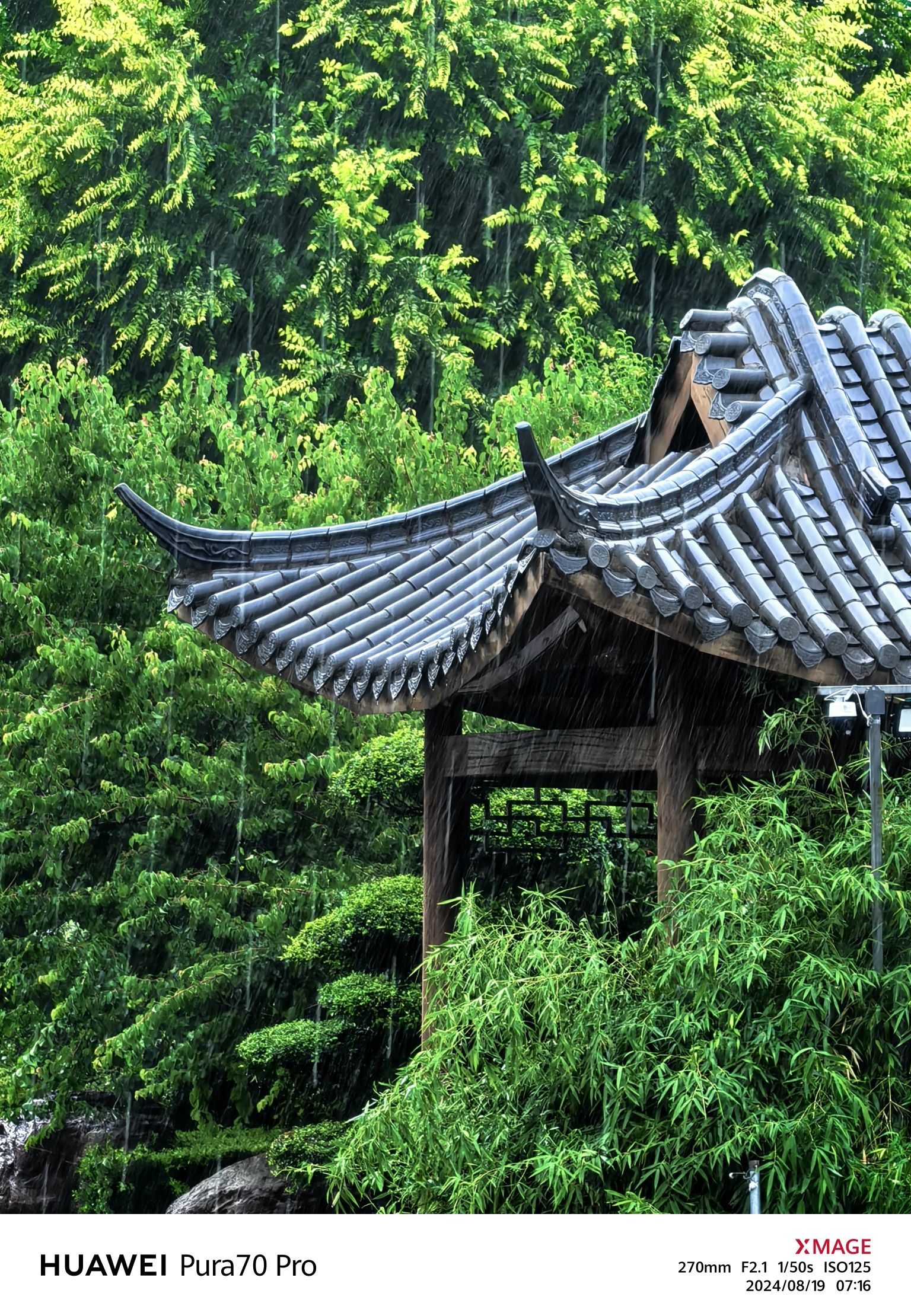 西湖-鸟岛黑天鹅观赏景区