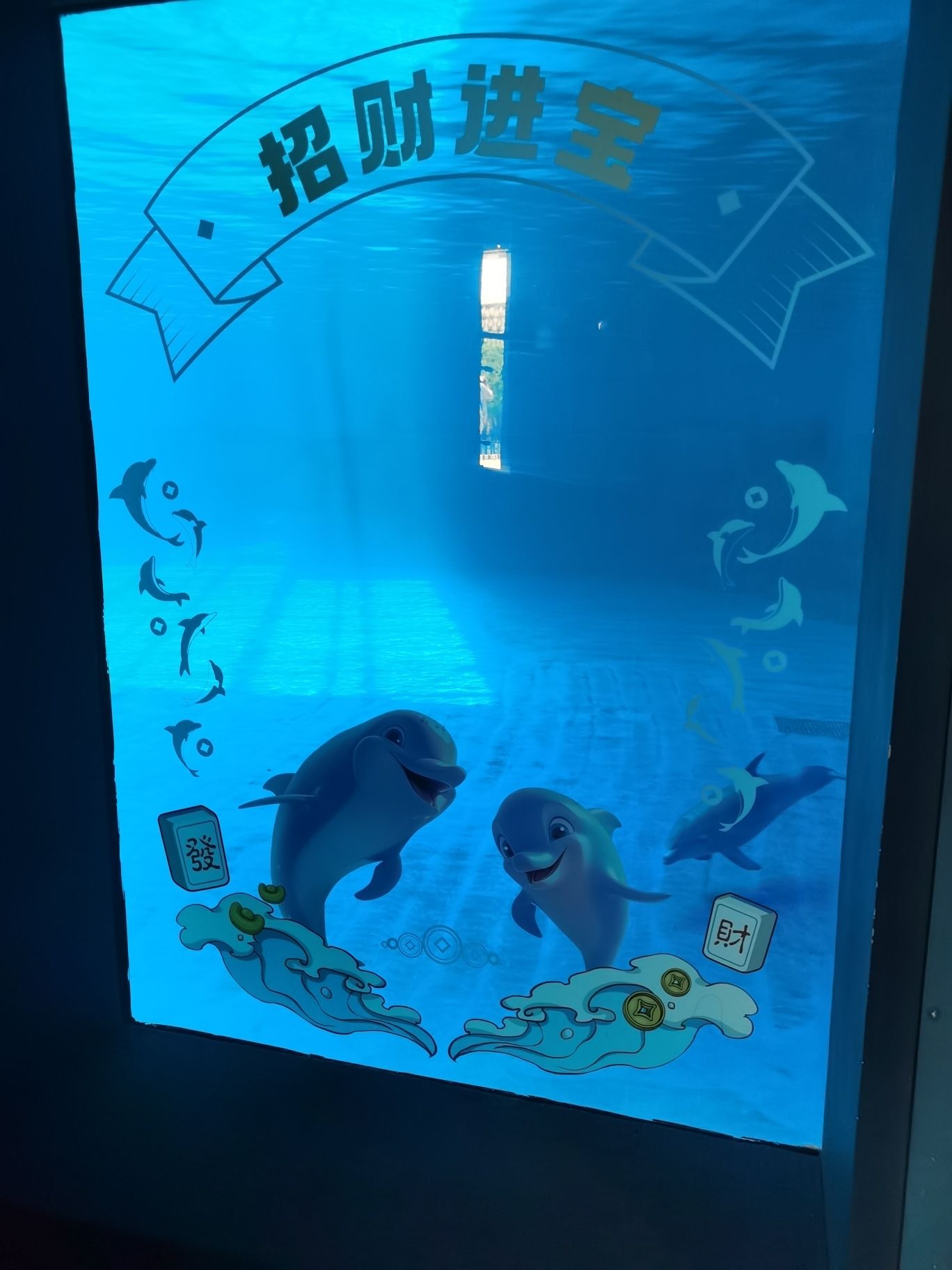 海豚水下画廊