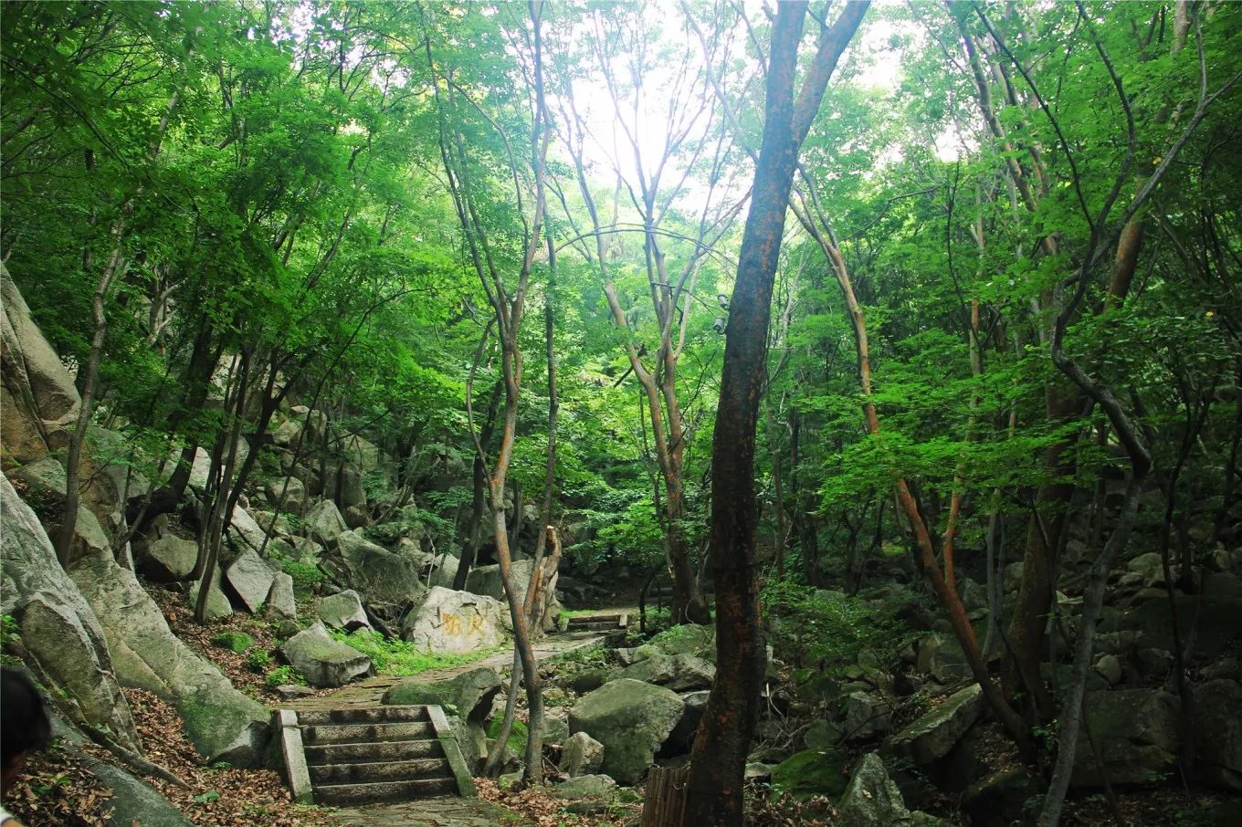 花果山森林公园旅行图片 2