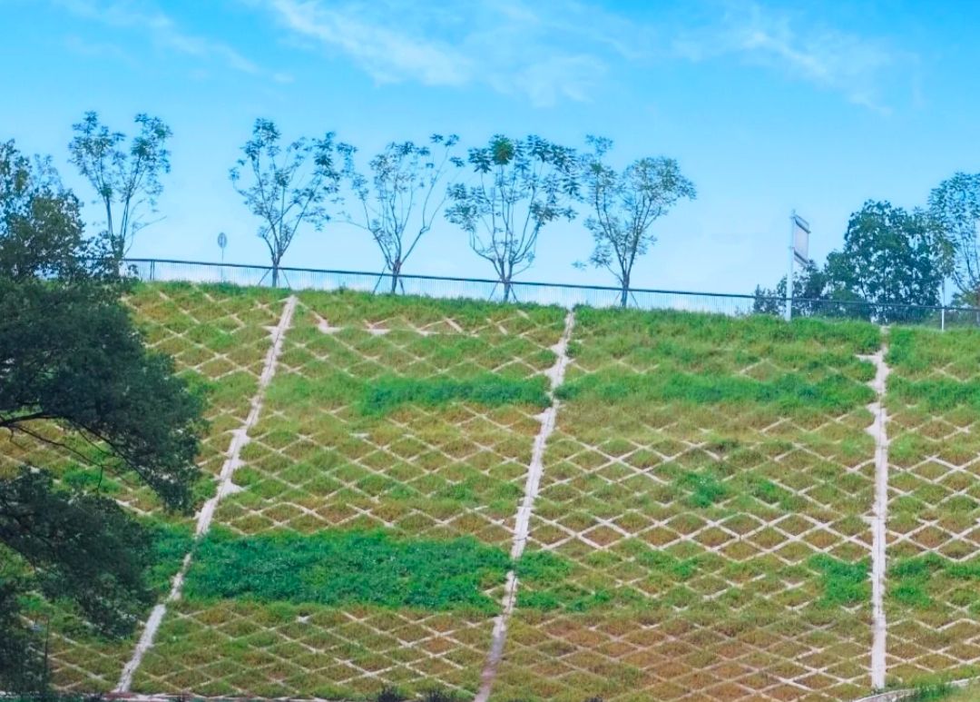 合江县江北田园公园旅行图片 1