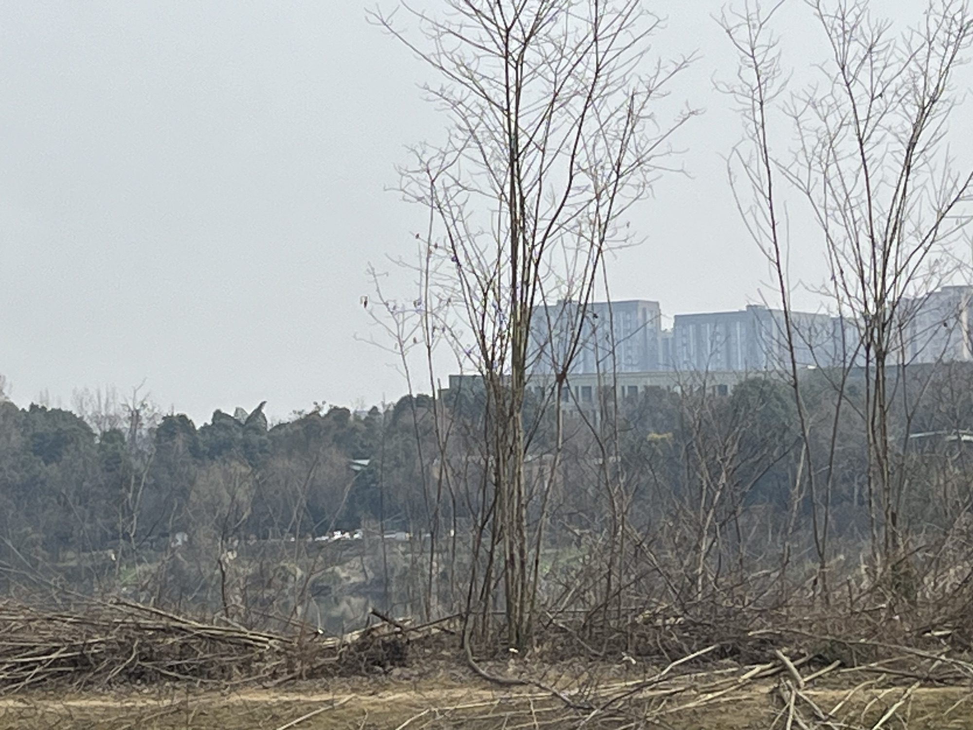 凤鸣湖旅行图片 1