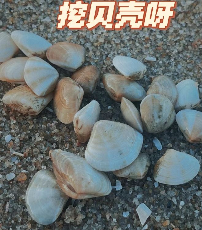 东石海滩旅行图片 2
