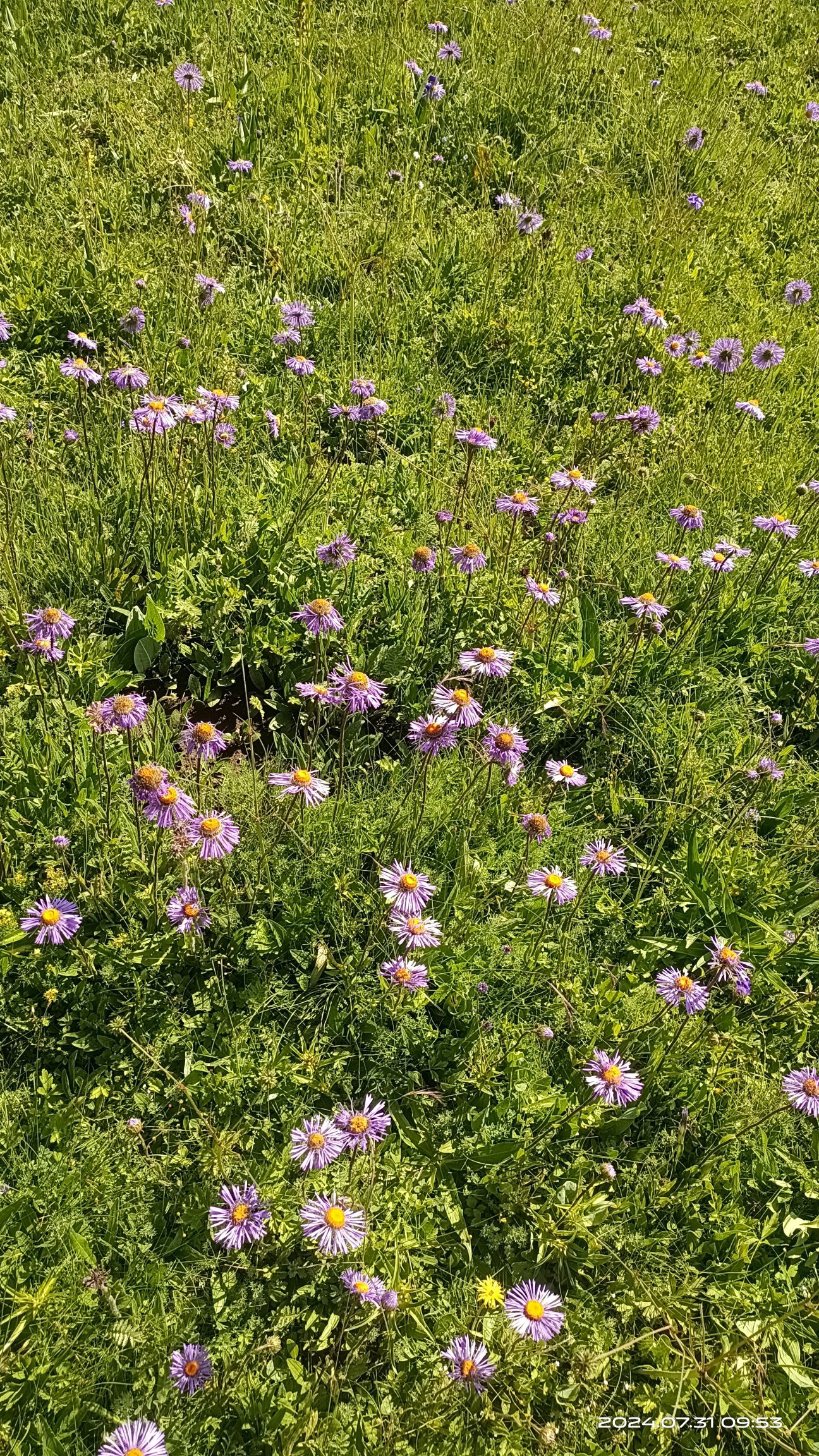 浪漫花海骑马点旅行图片 1