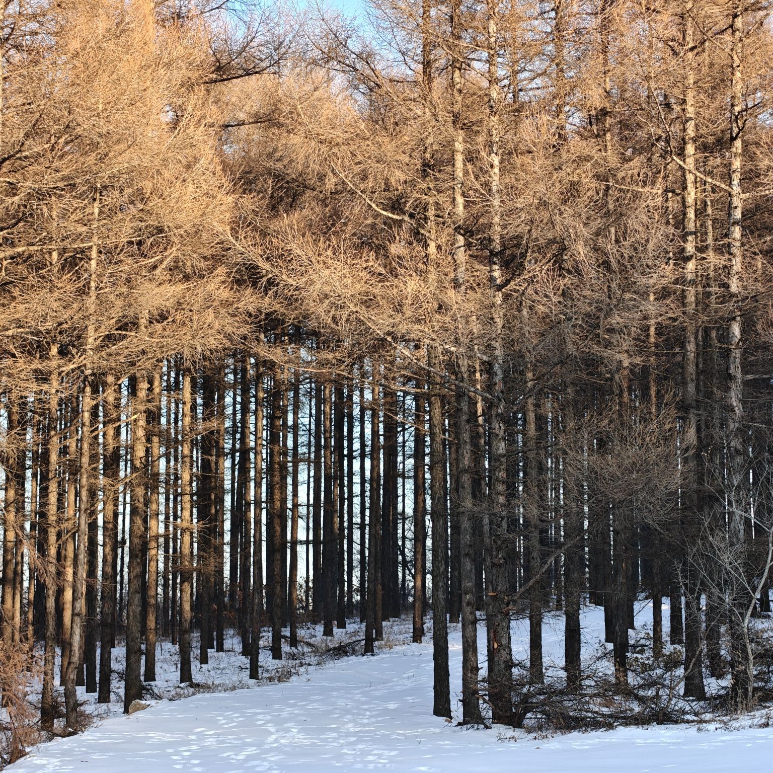长春莲花山郊野公园