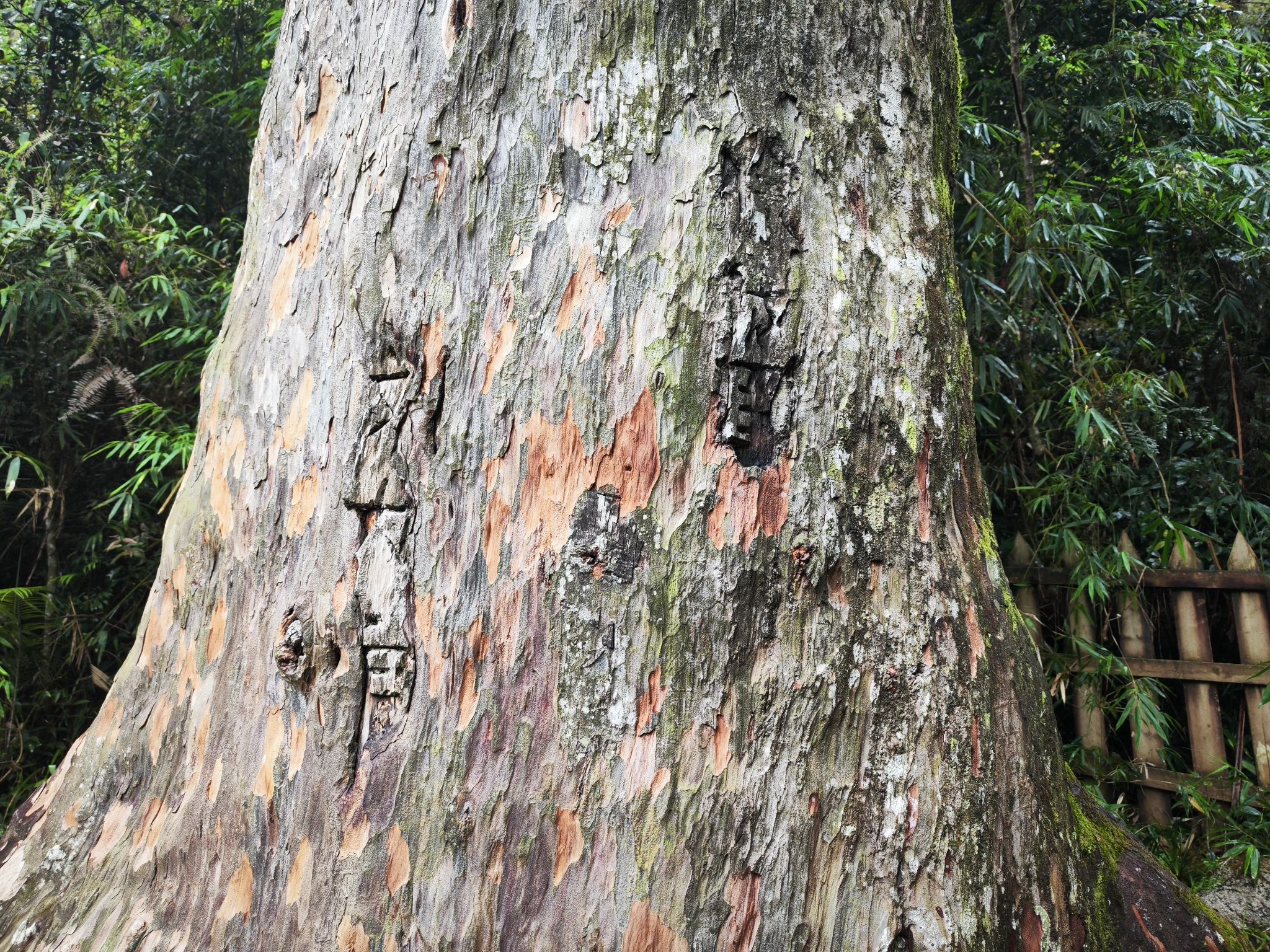 吊罗山神树景区