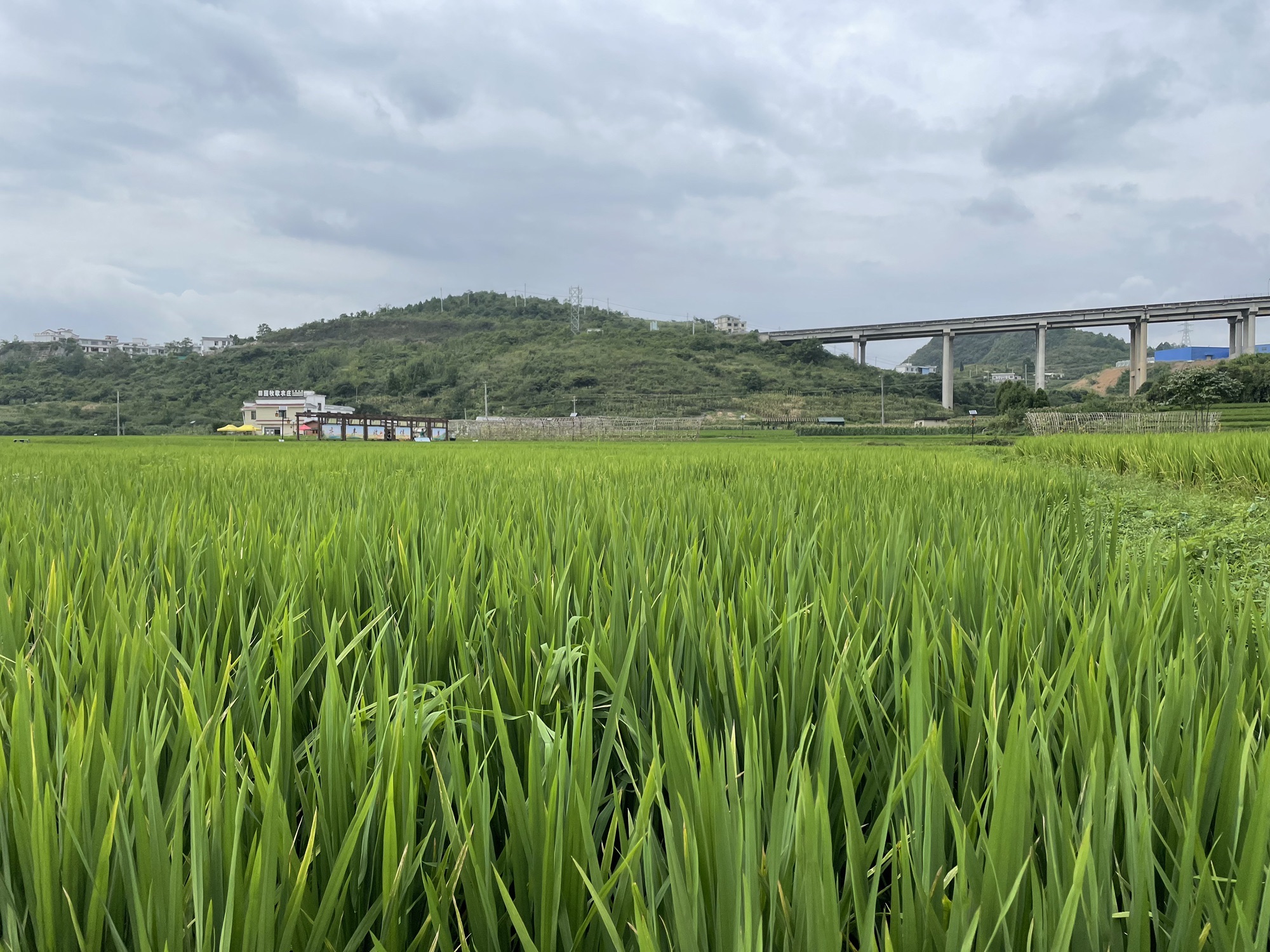 长滩河童话小镇旅行图片 1