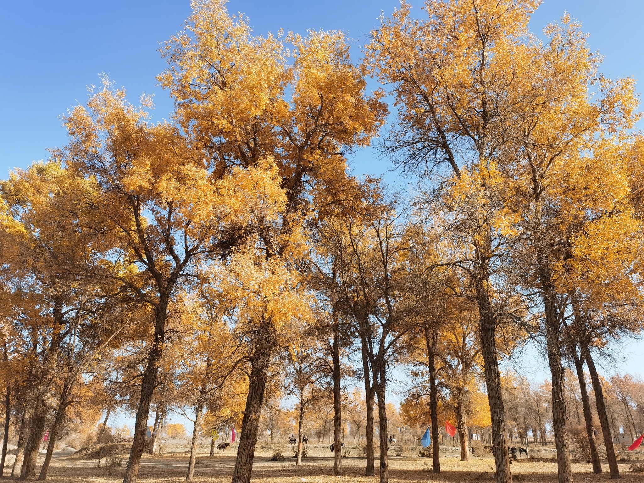 胡杨林游乐园