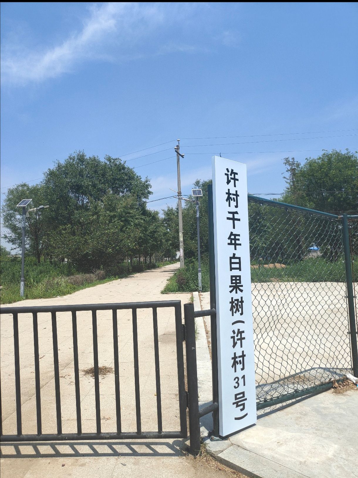 许村白果树旅行图片 1