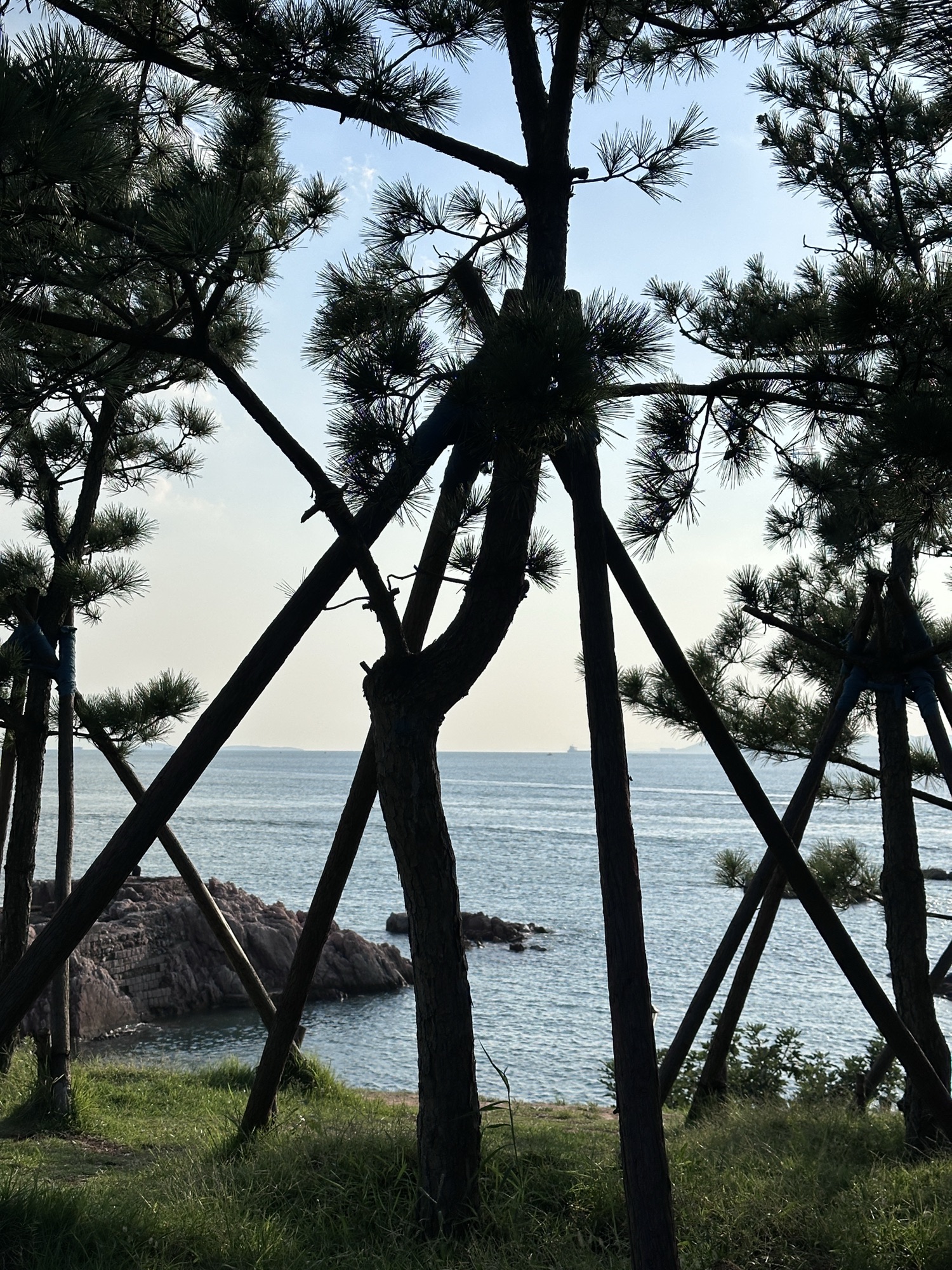 青小园小麦岛入口东园旅行图片 3