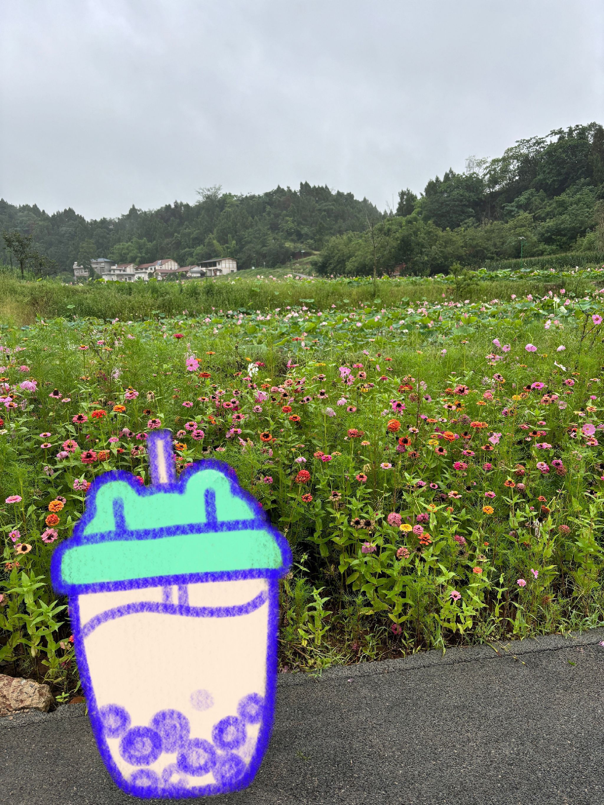 资阳红碑村荷花观赏点旅行图片 1