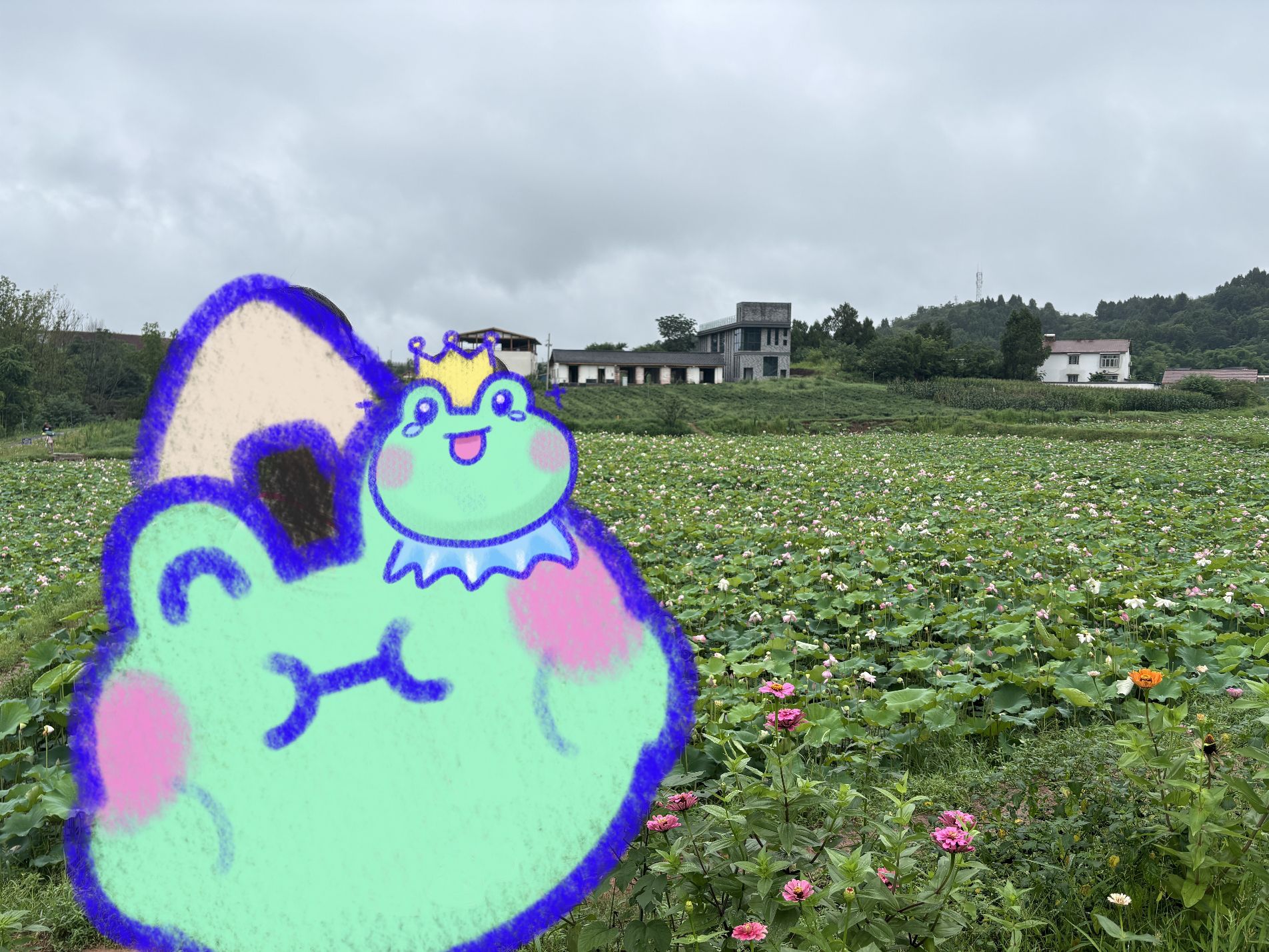 资阳红碑村荷花观赏点旅行图片 2