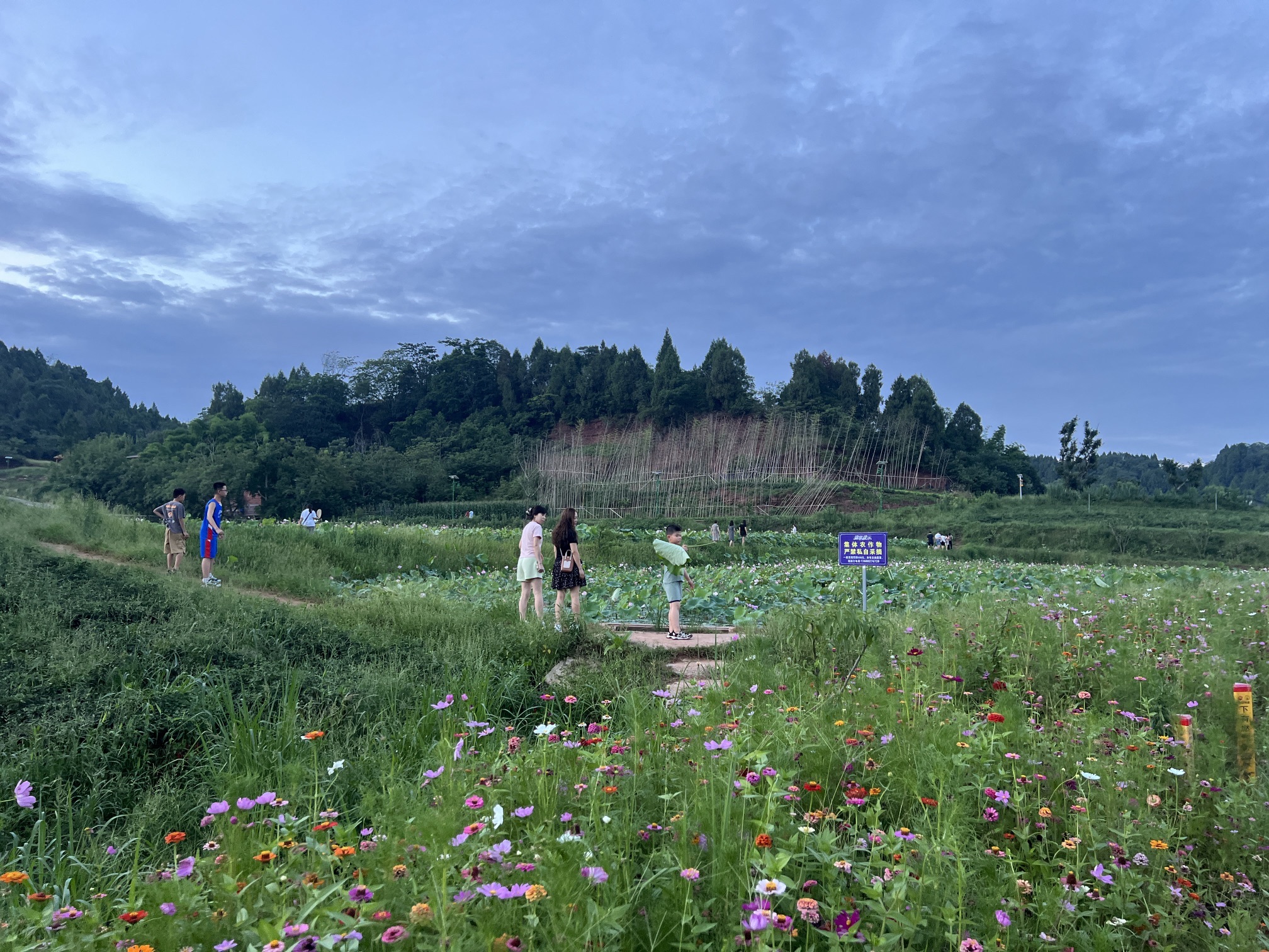 资阳红碑村荷花观赏点旅行图片 2