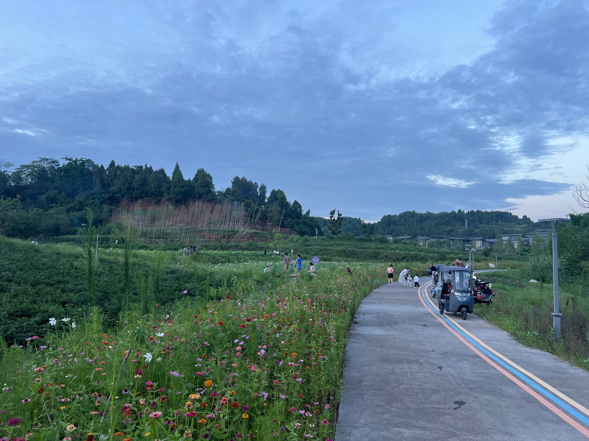 资阳红碑村荷花观赏点旅行图片 1