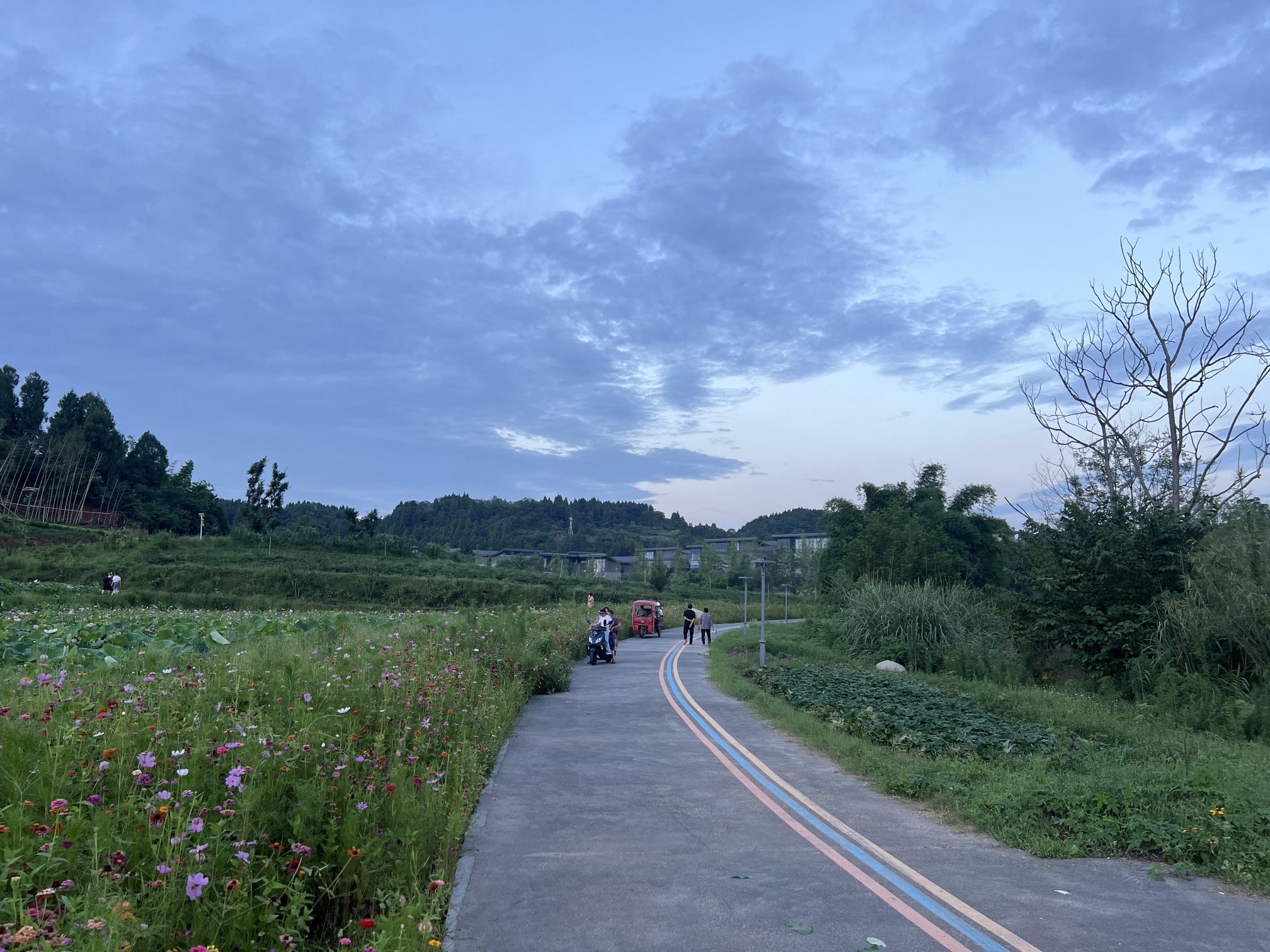 资阳红碑村荷花观赏点旅行图片 3