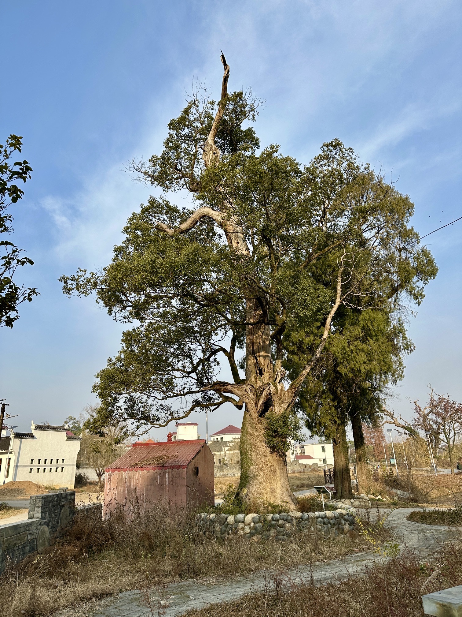 许愿古树旅行图片 1