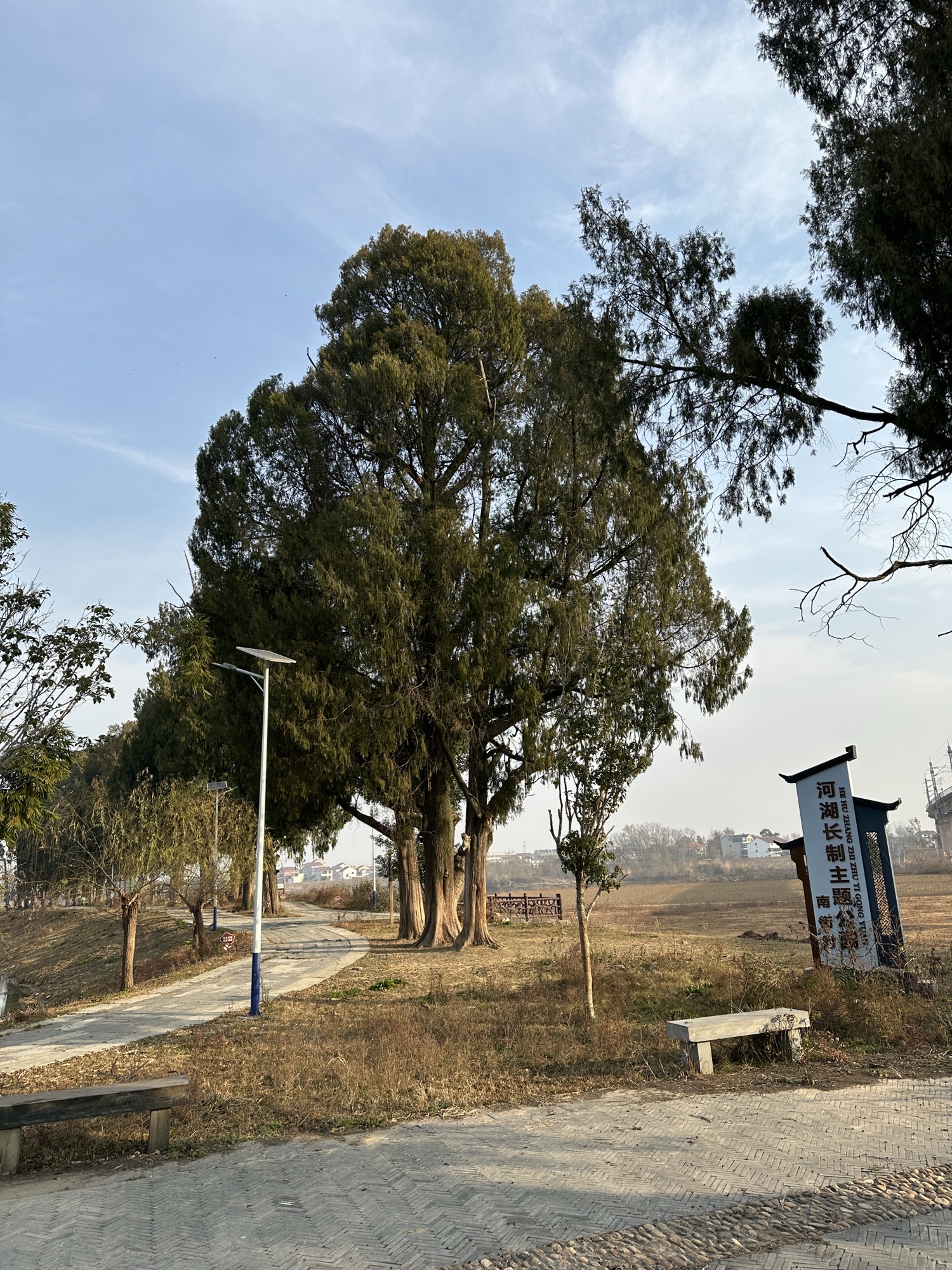 许愿古树旅行图片 3