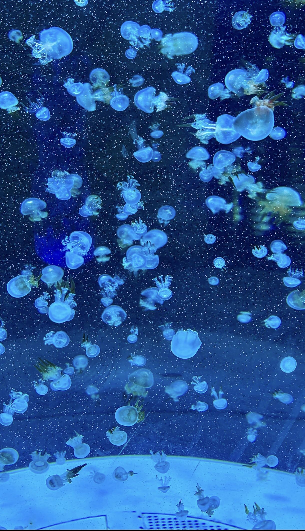 泸州海洋世界旅行图片 2