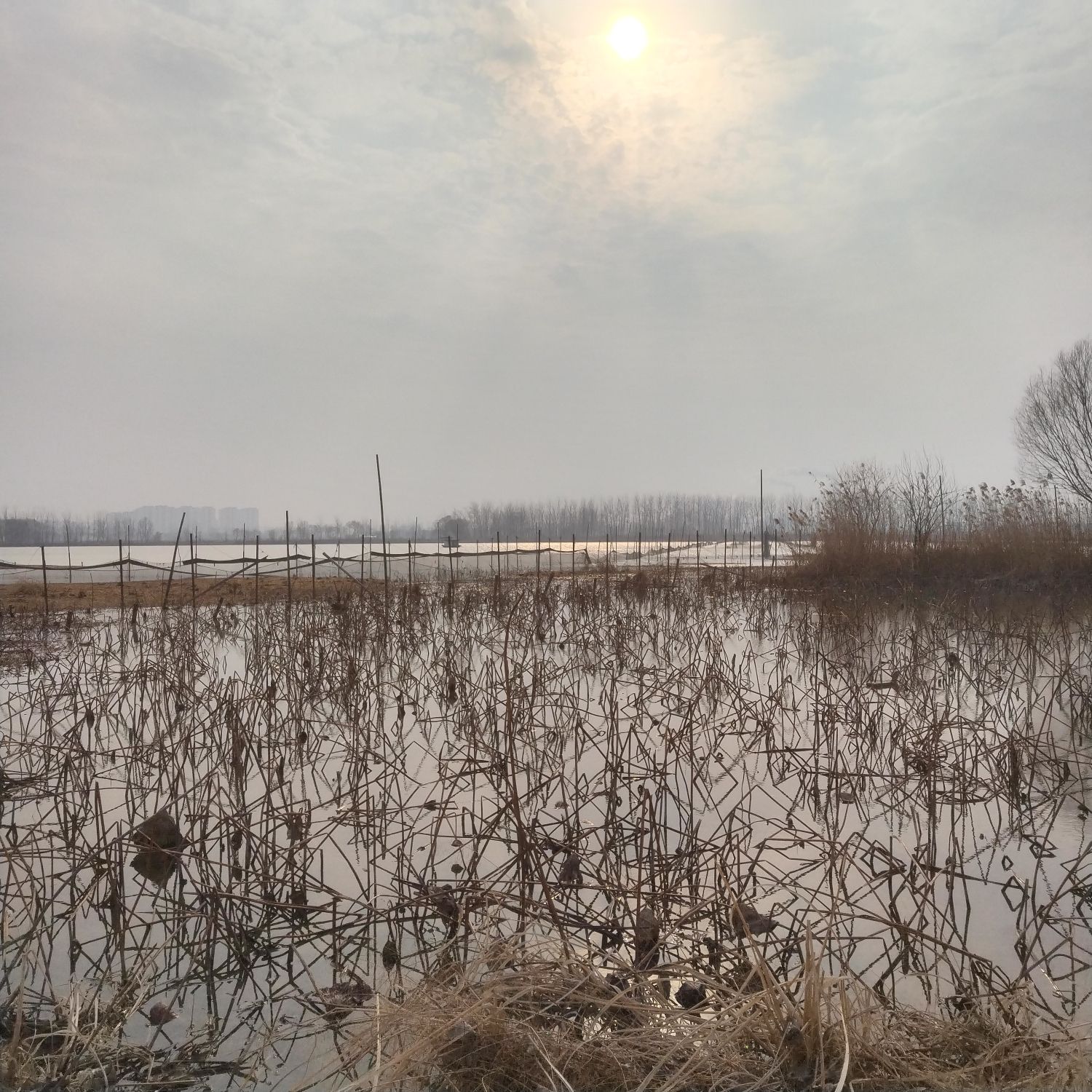 凤台凤凰湖省级湿地公园旅行图片 2