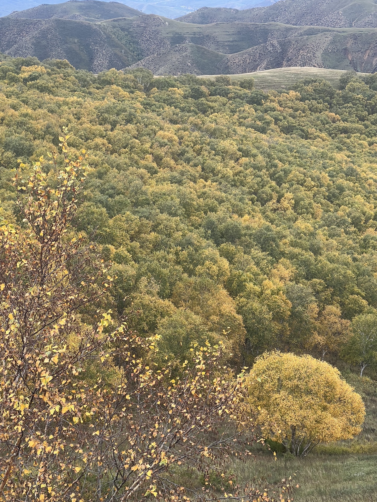 敕勒川高山草原(暂停开放)旅行图片 2