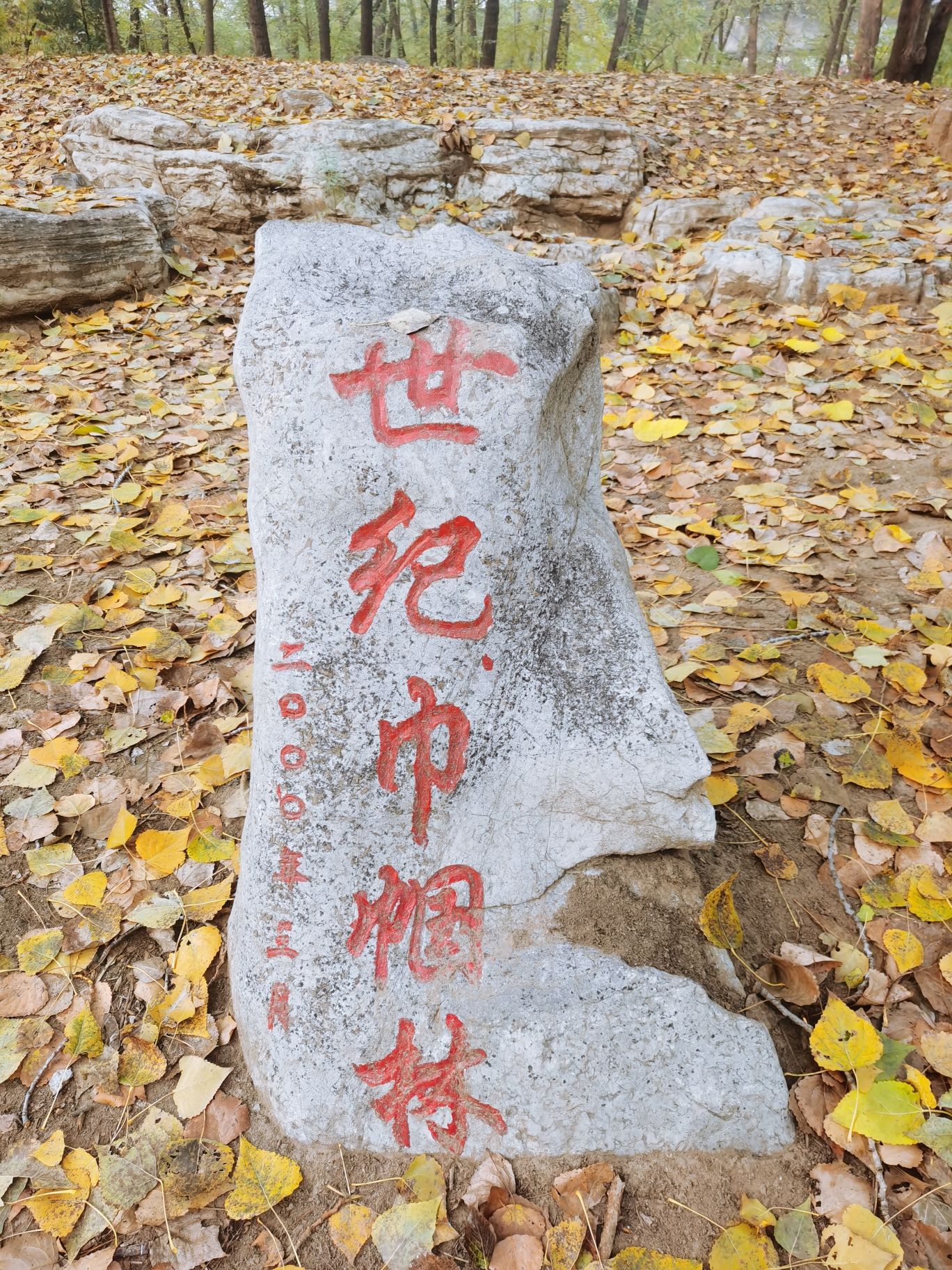 世纪巾帼林旅行图片 1