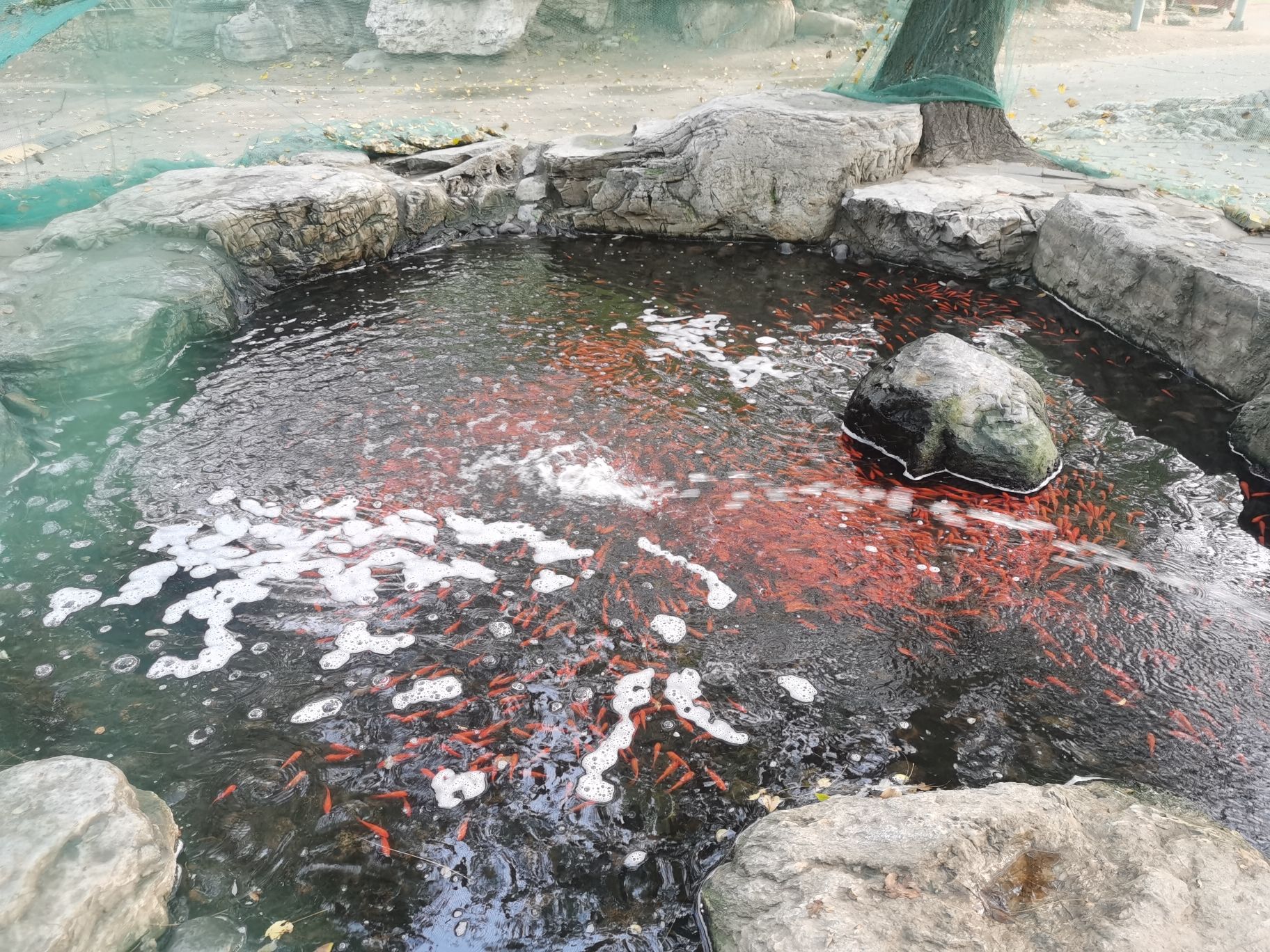世纪巾帼林旅行图片 2